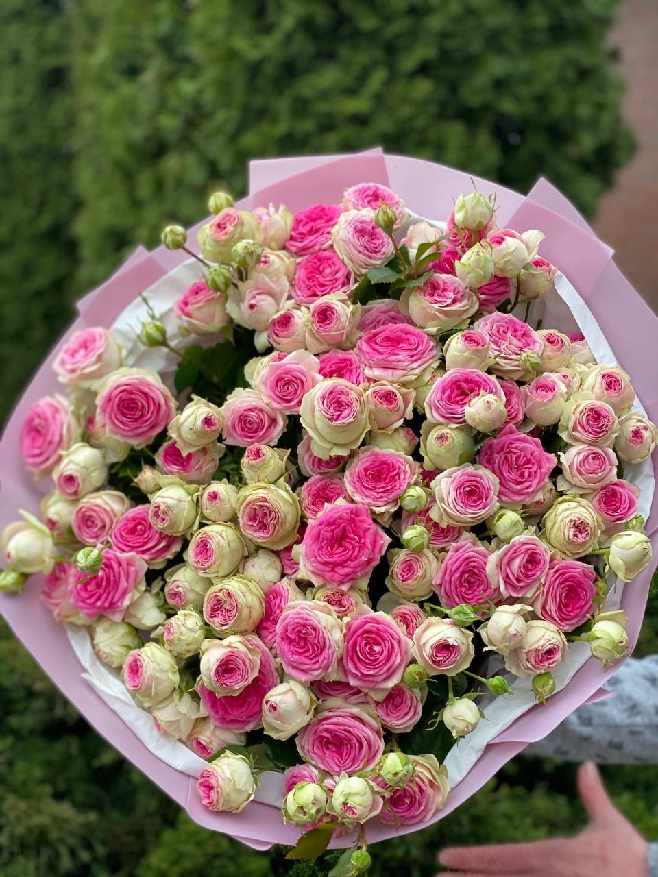 39 пионовидных роз сорта «Джелато»