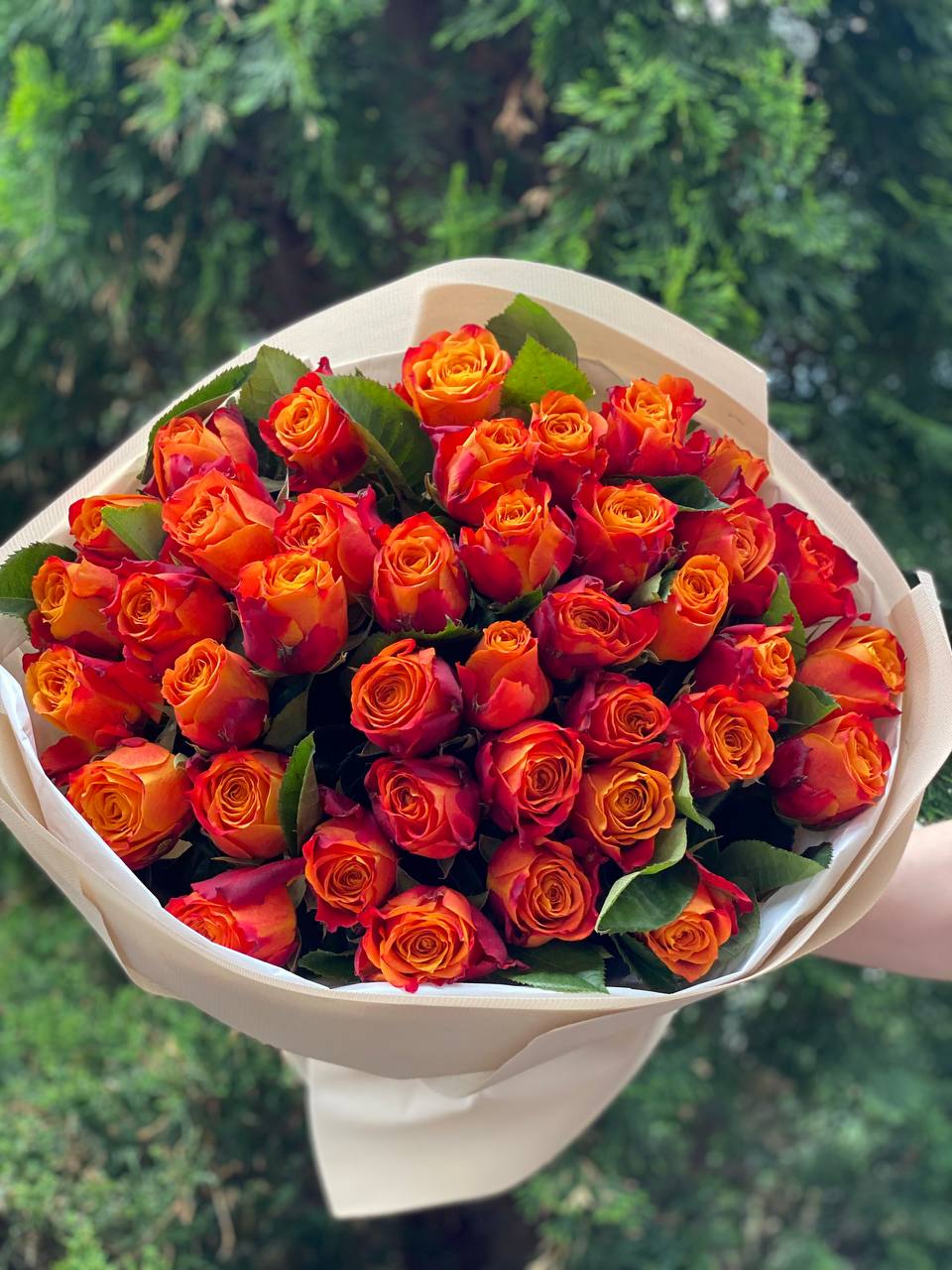 39 оранжевых роз сорта «Холландия»