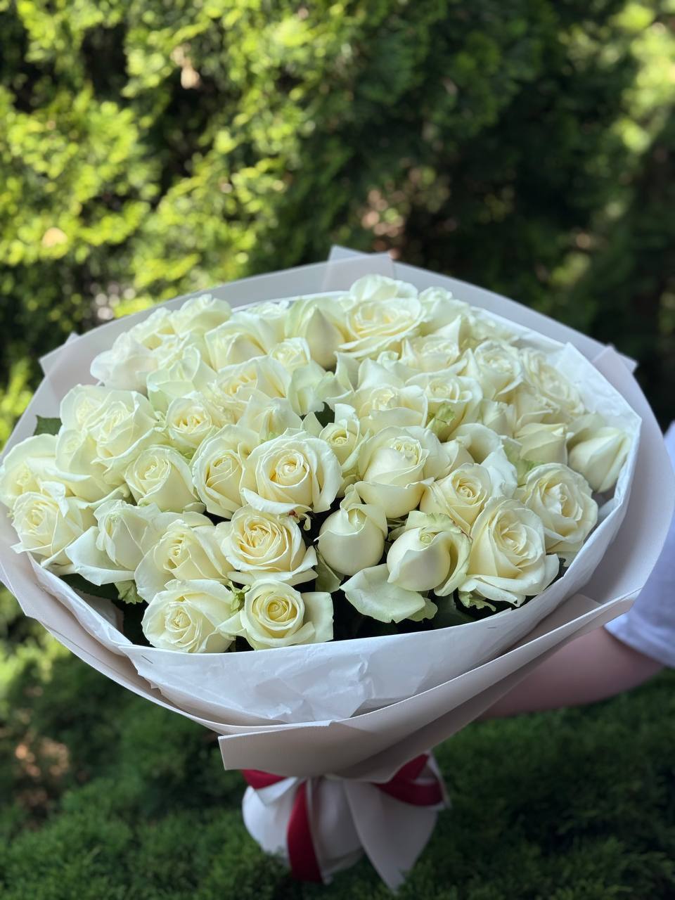 51 Rosen der Sorte Avalanche