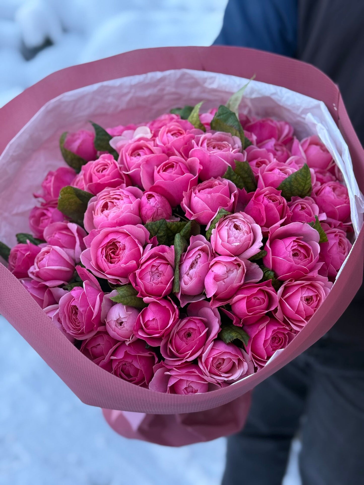 51 Pfingstrosenrosen der Sorte Light