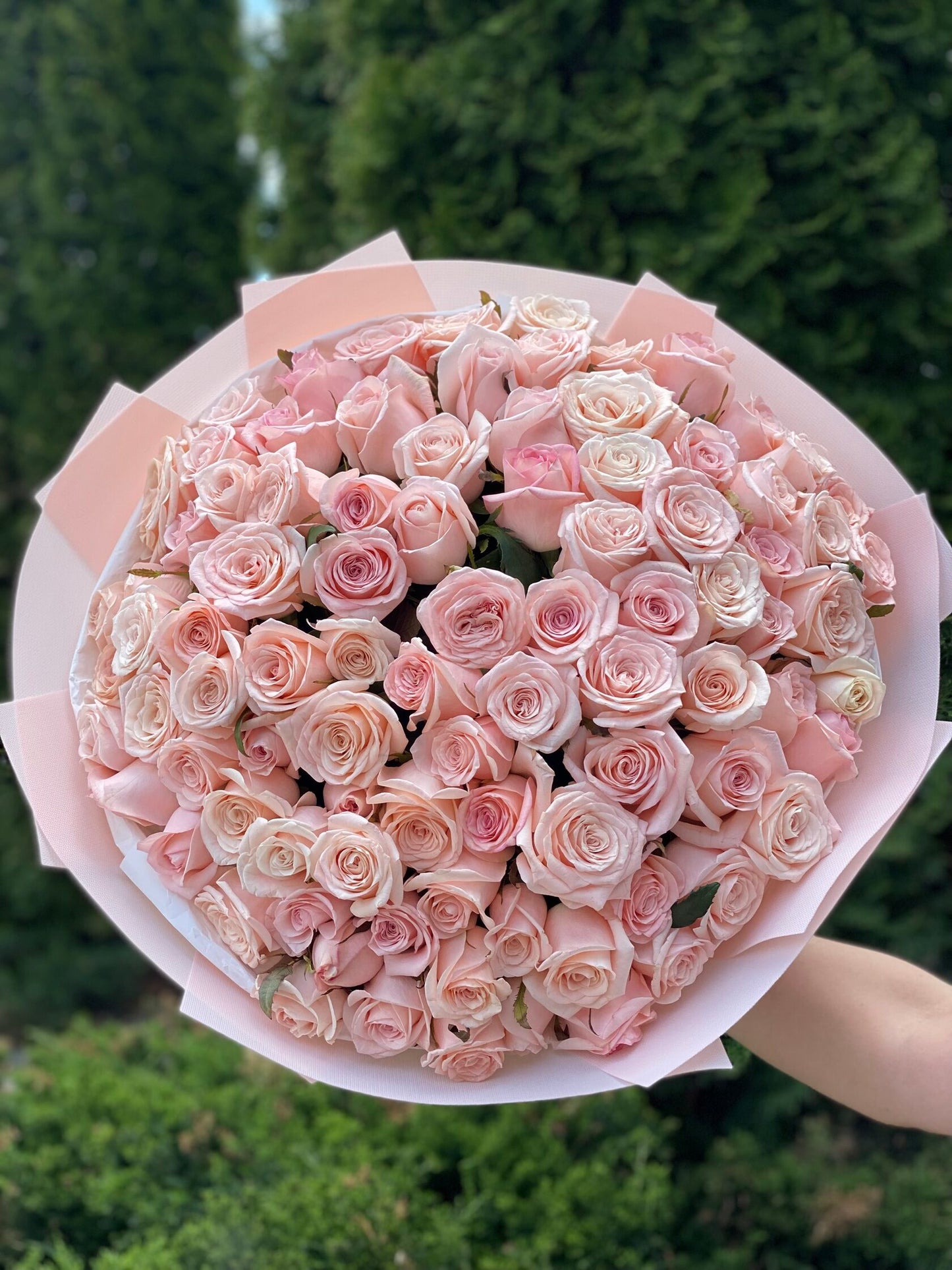 101 Rosen Sorte Kimberly