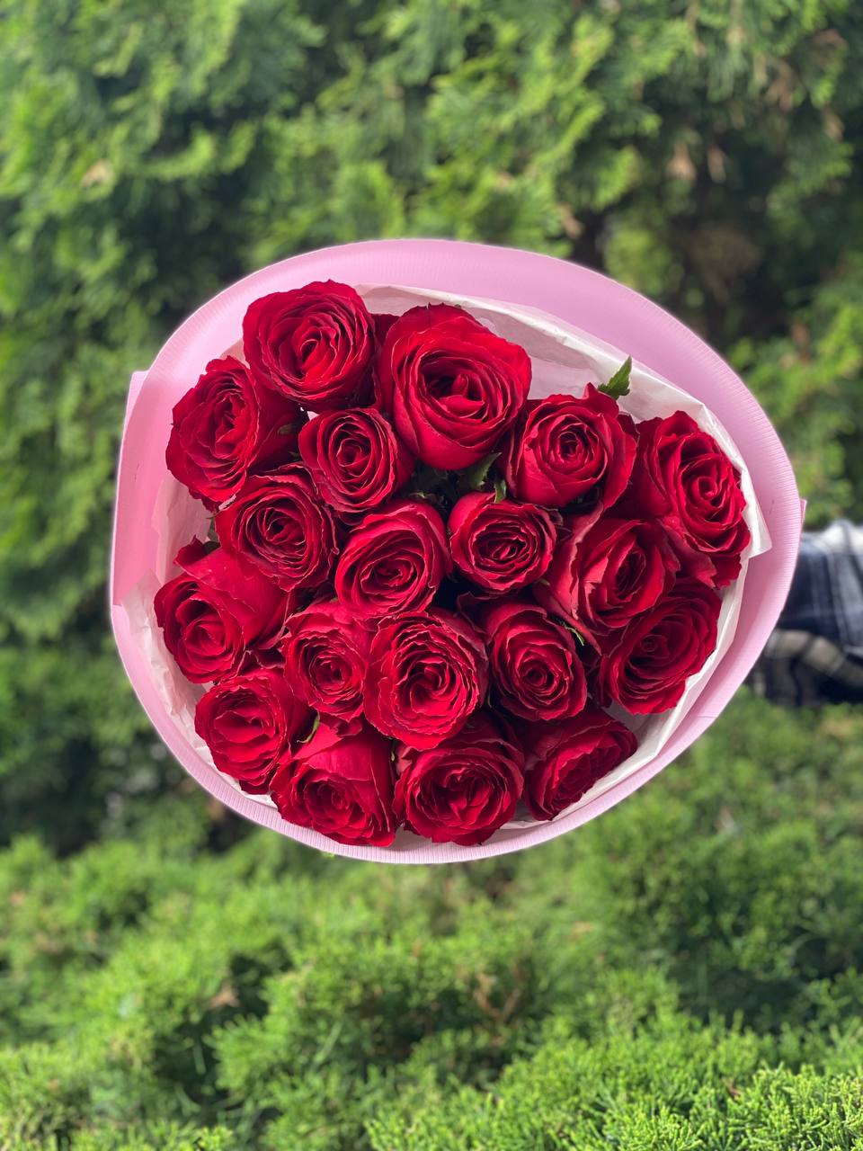 19 Rosen Sorte Prestige