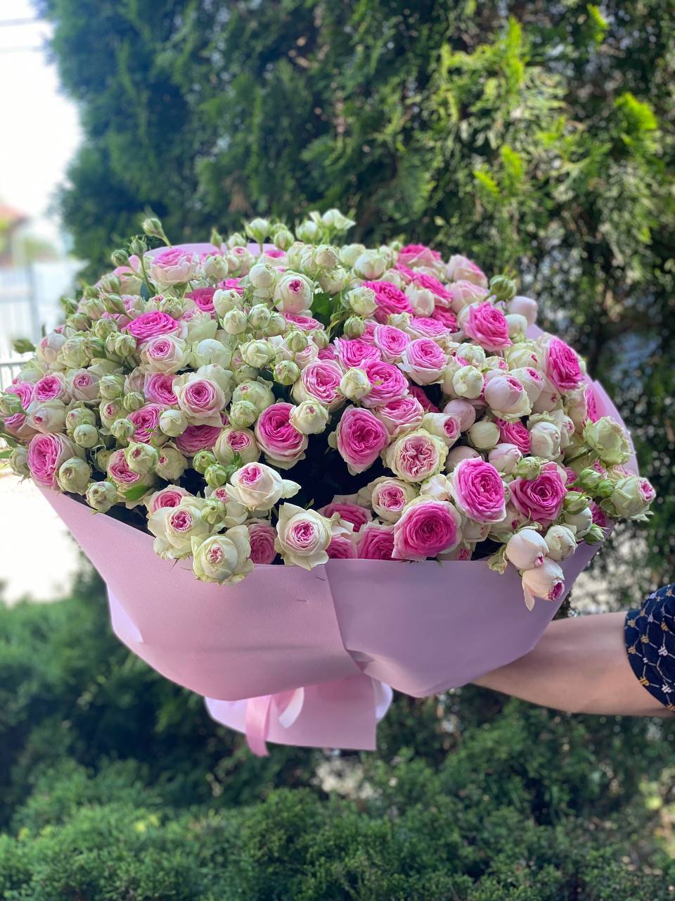 101 Pfingstrosenartige Rosen der Sorte Gelato