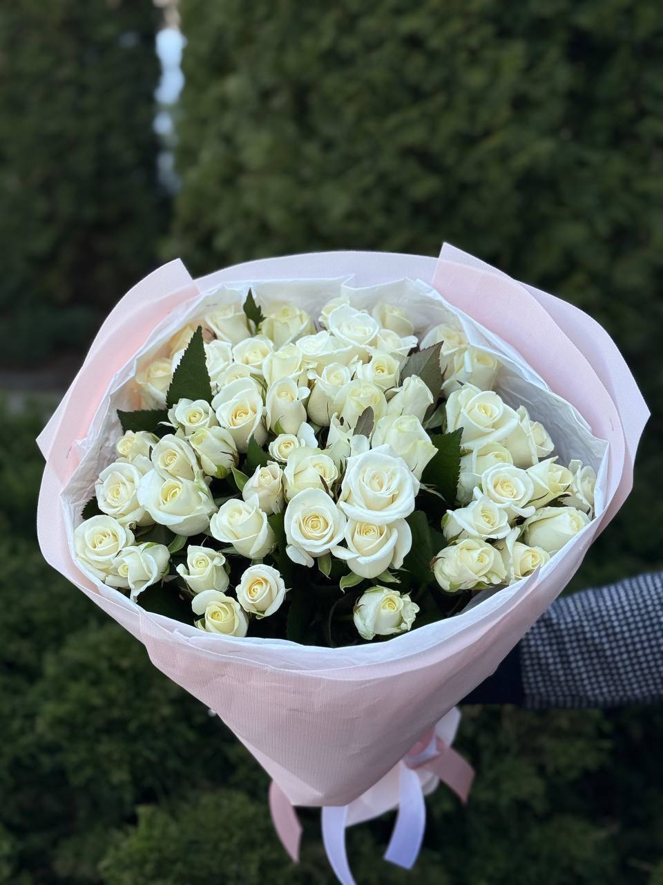 51 Rosen der Sorte Beluga