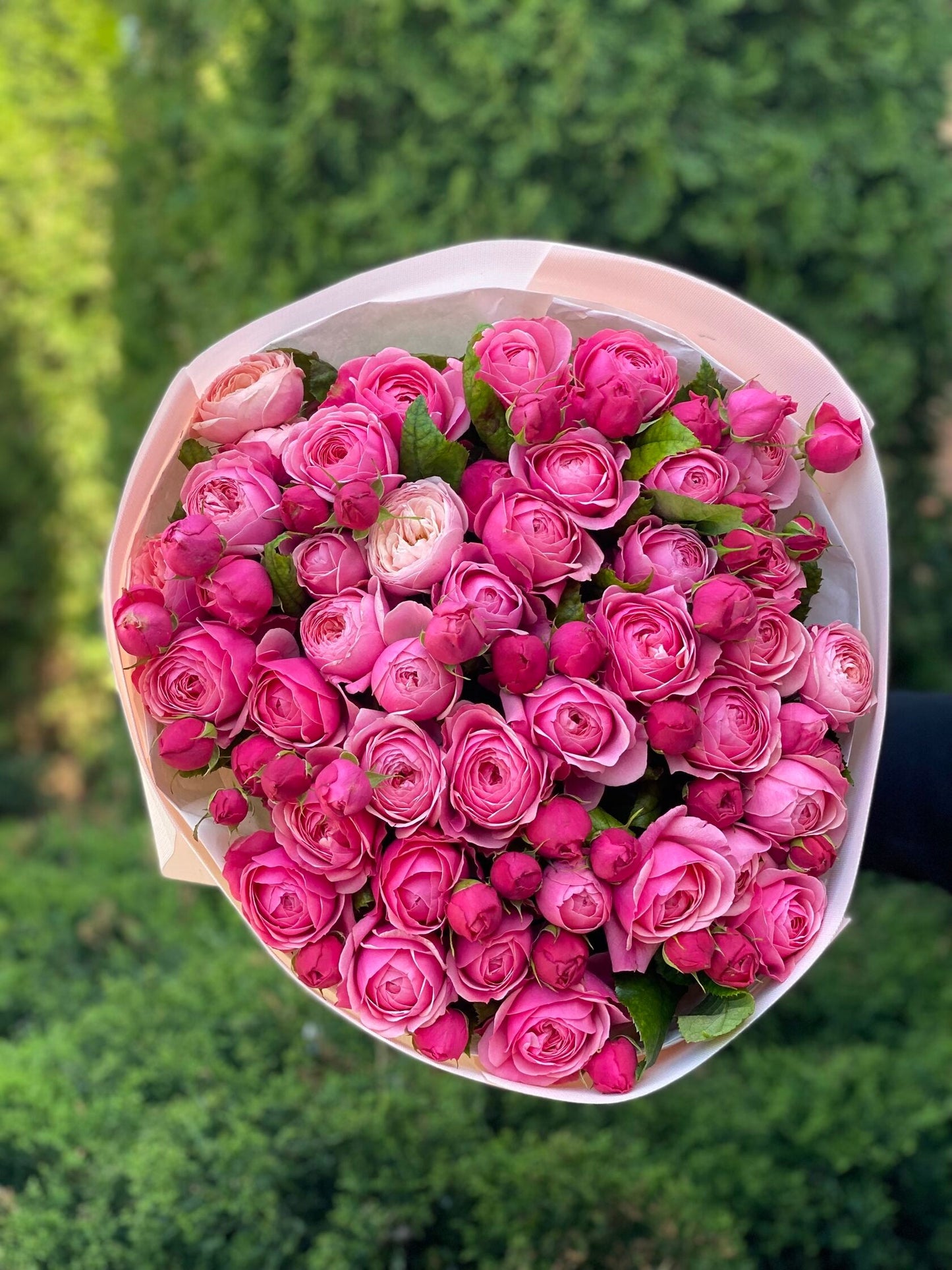 39 пионовидных роз сорта LavenderLace Light