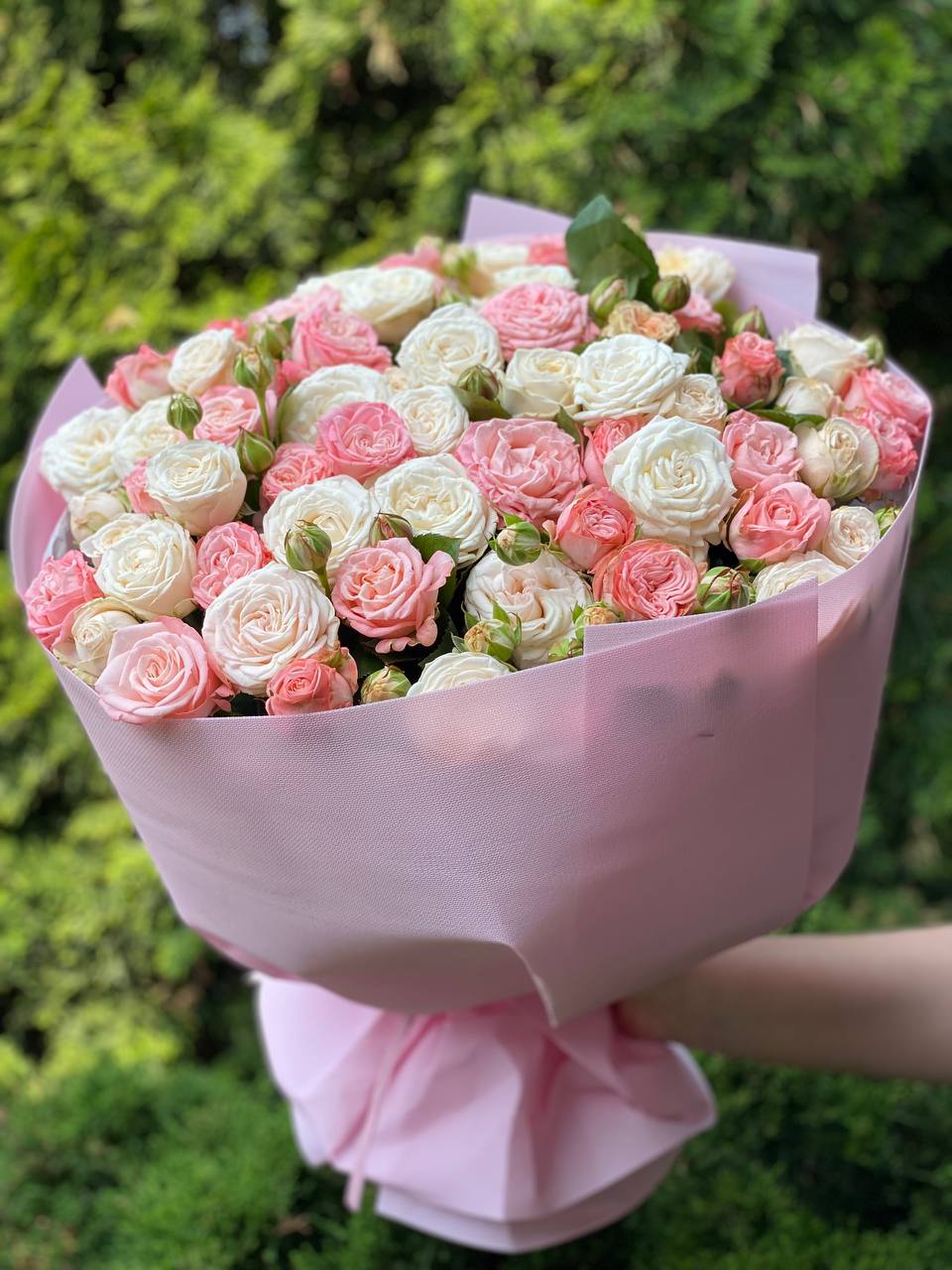51 Pfingstrosenrosen der Sorten Miss Bombastic und Bombastic