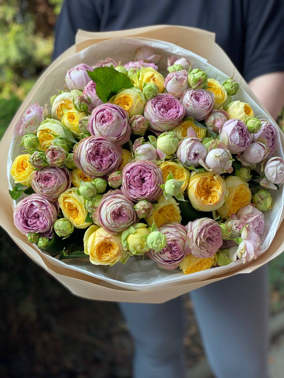 51 Pfingstrosenrosen der Sorten Lavendel und Peony