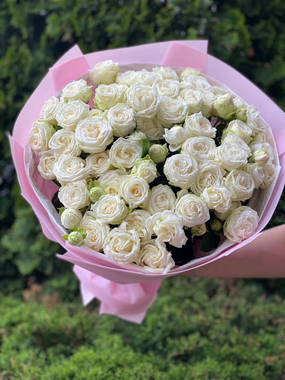 39 Strauß-Pfingstrosenrosen Sorte Miss Bombastic