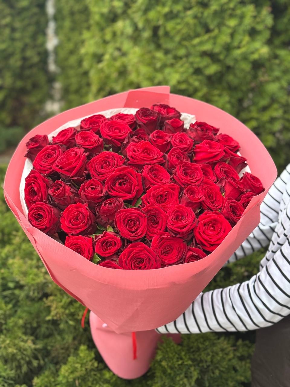 51 Rosen der Sorte Grand Prix