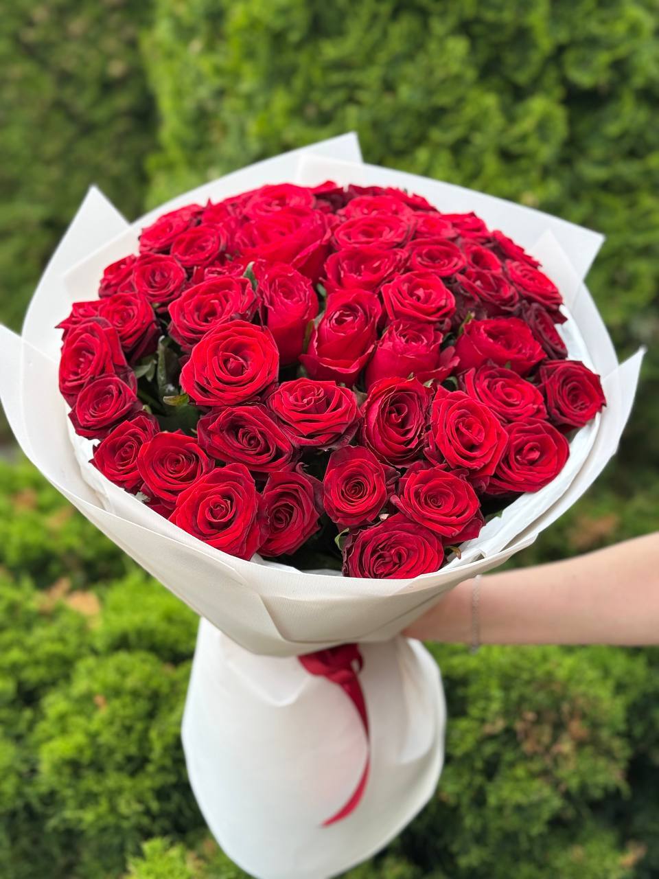51 Rosen der Sorte Red Naomi