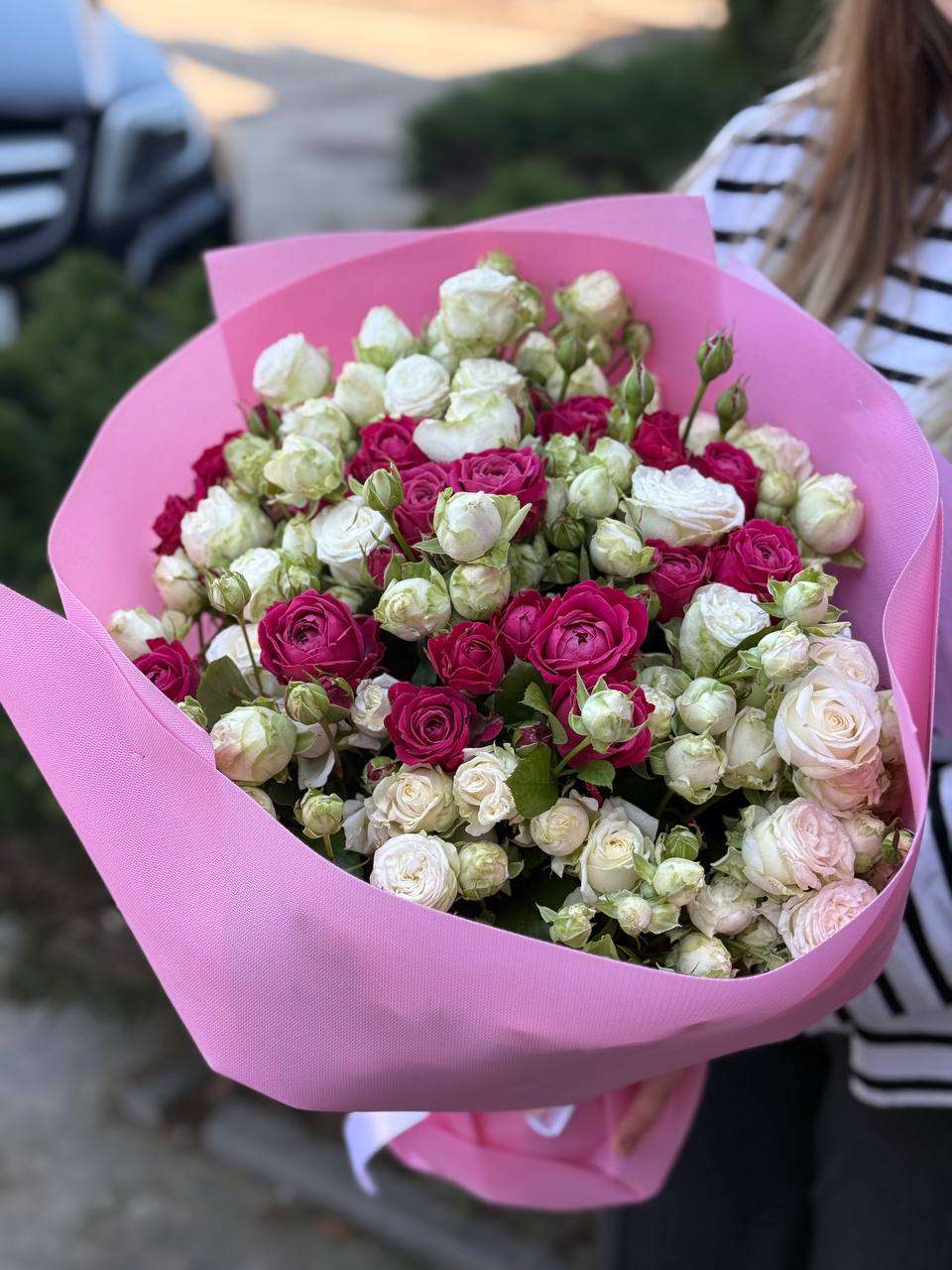 51 Pfingstrosenrosen der Sorten Miss Bombastic und Majestic