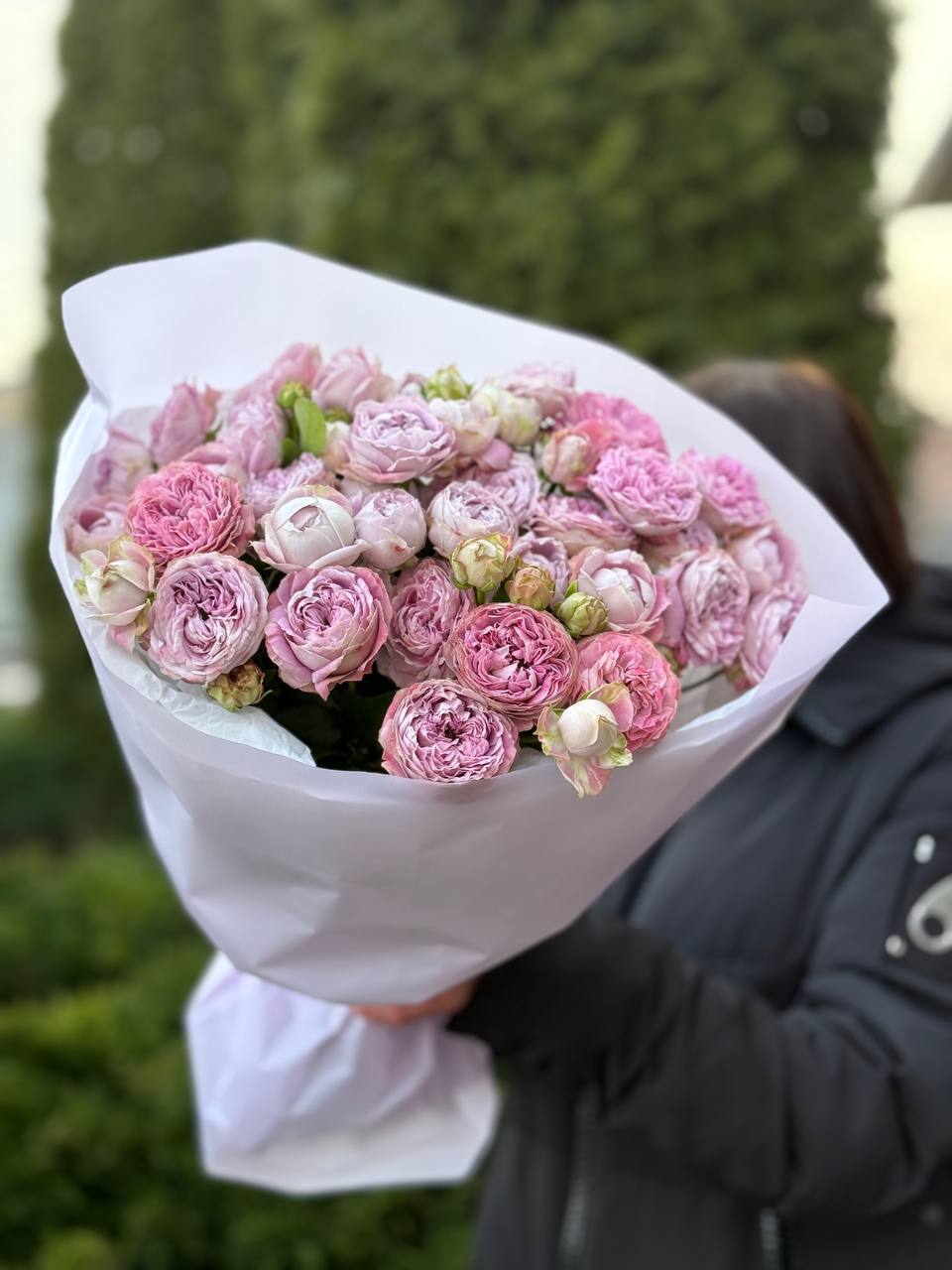 19 verzweigte pfingstrosenähnliche Rosen Sorte Lavendel