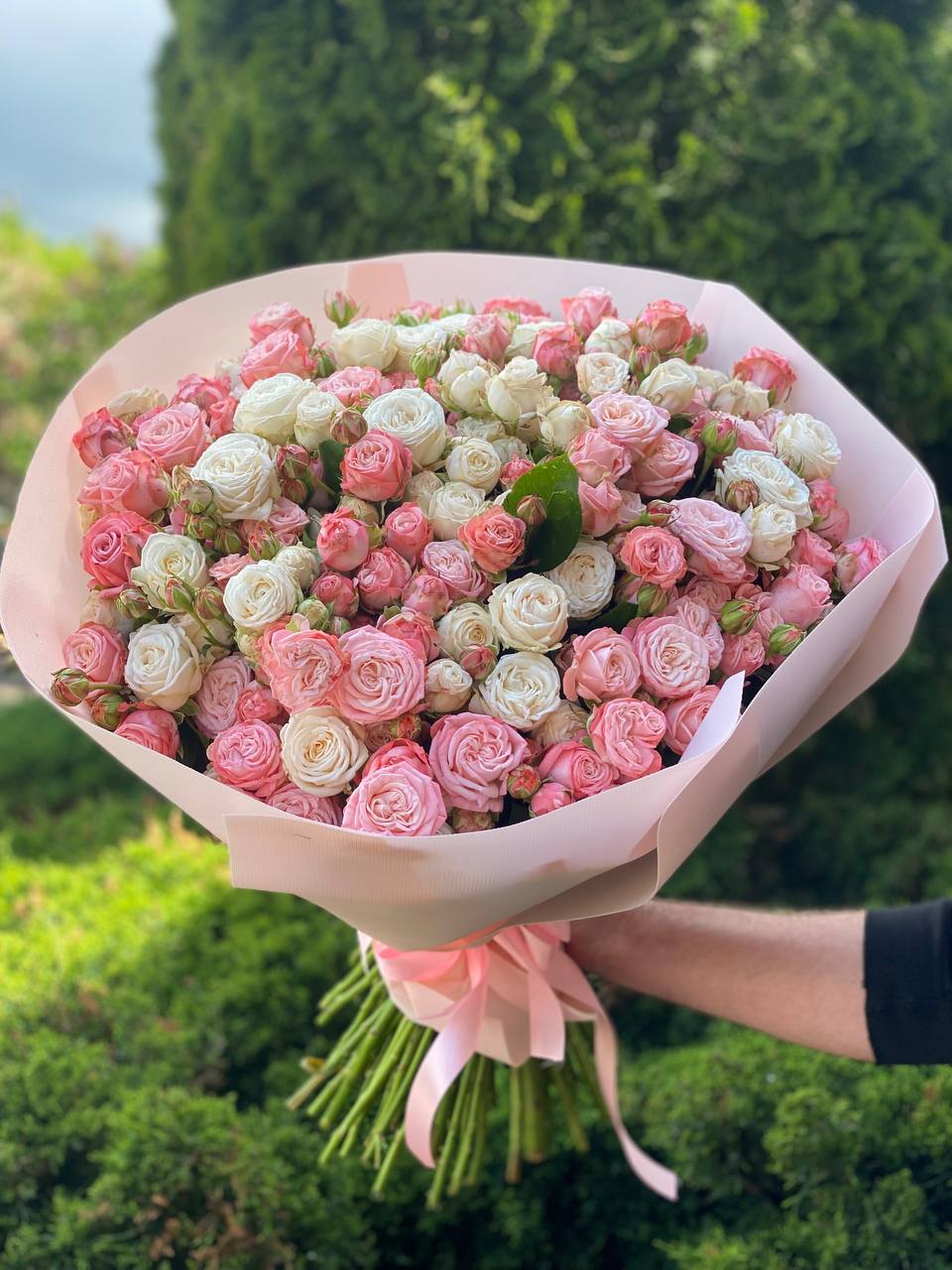 101 Pfingstrosenartige Rosen (Sorten Miss Bombastic und Bombastic)