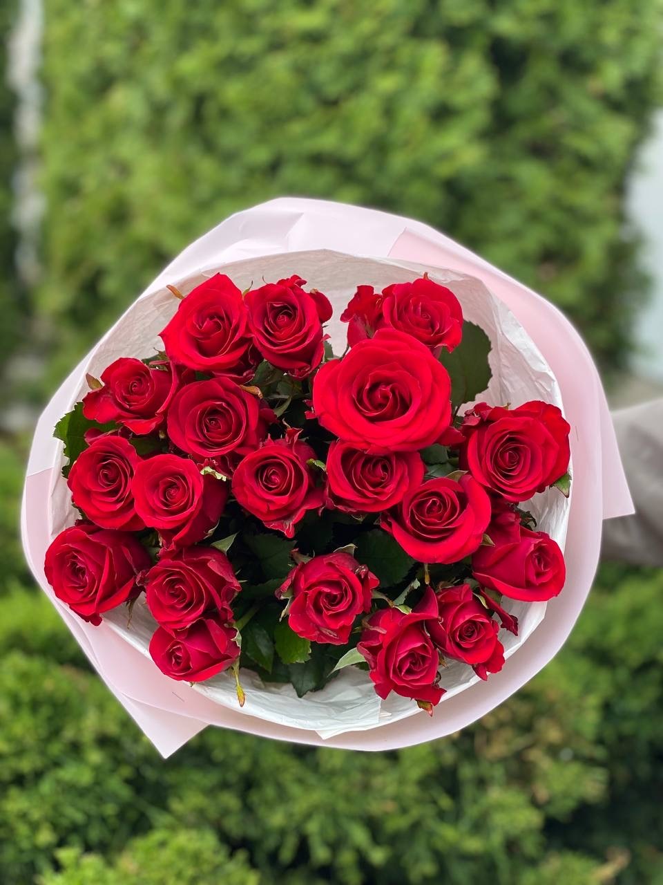 19 Rosen der Sorte Red Eagle