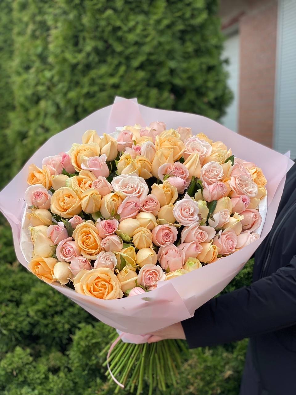 101 Rosen der Sorten Peach Avalanche und Kimberley
