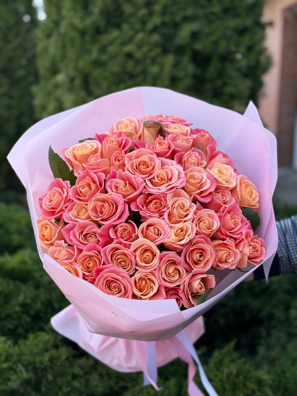 51 Rosen der Sorte Miss Piggy