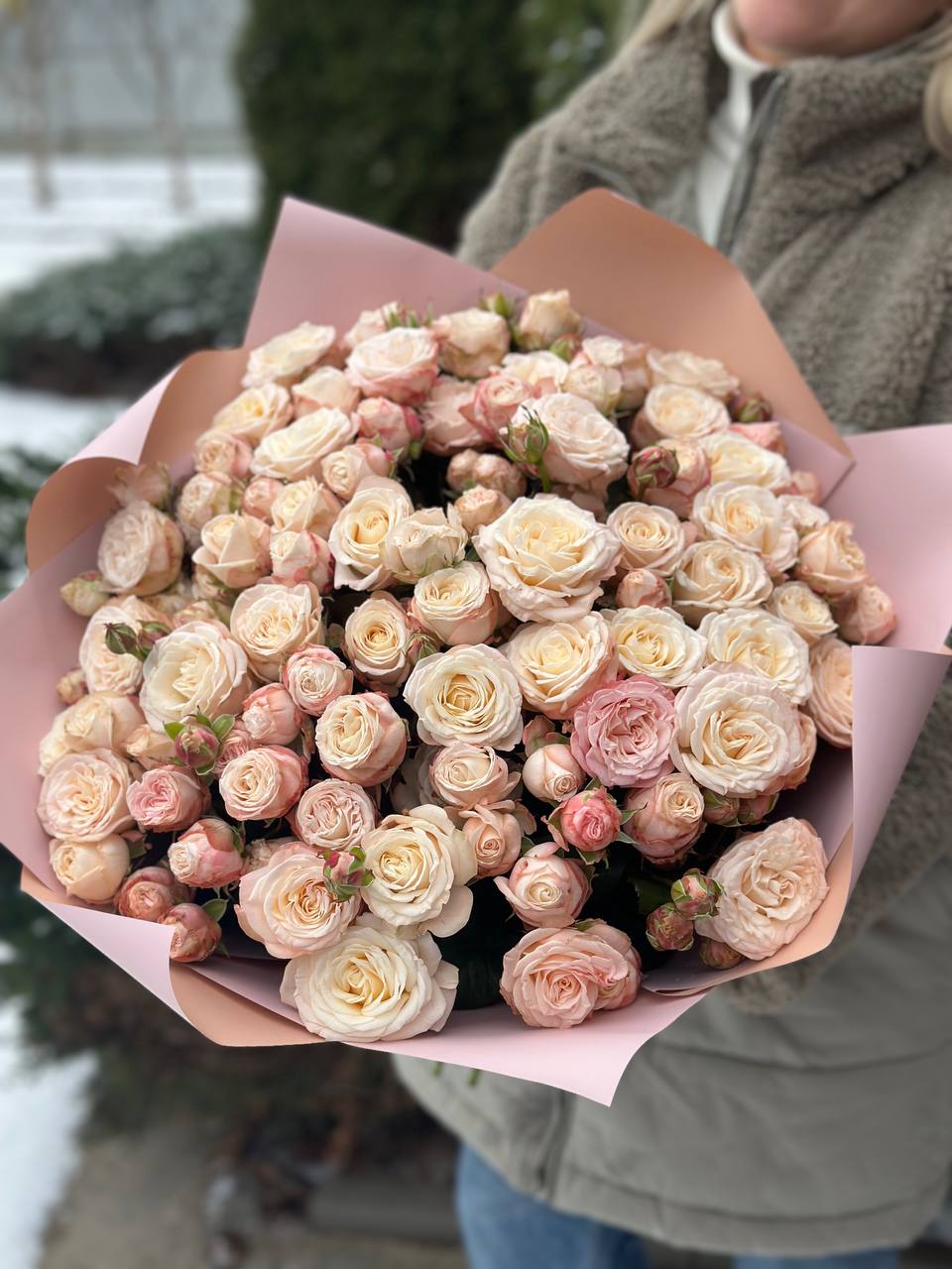 51 Pfingstrosenartige Rosen der Sorte Bombastic
