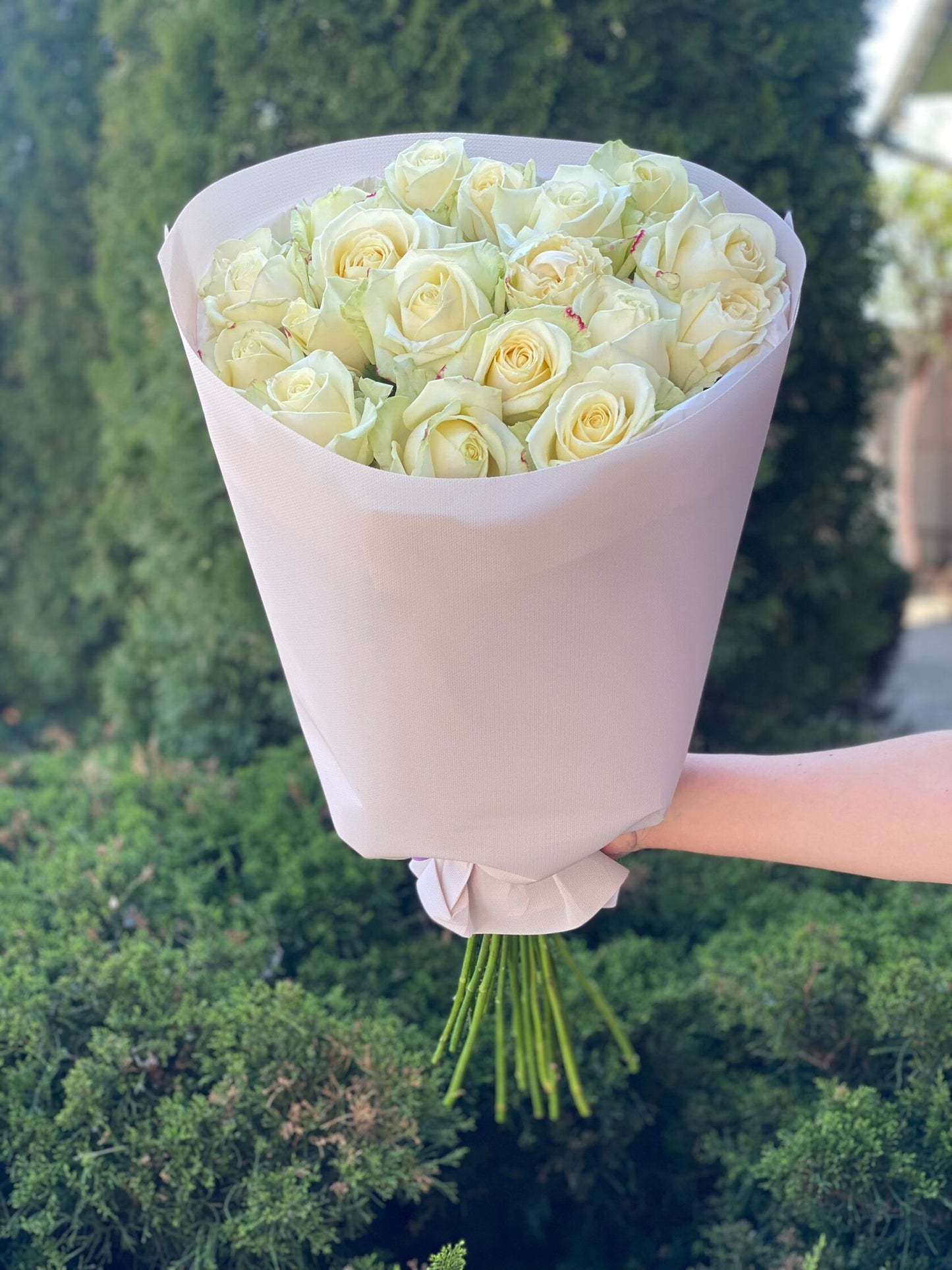 19 Rosen Sorte Avalanche