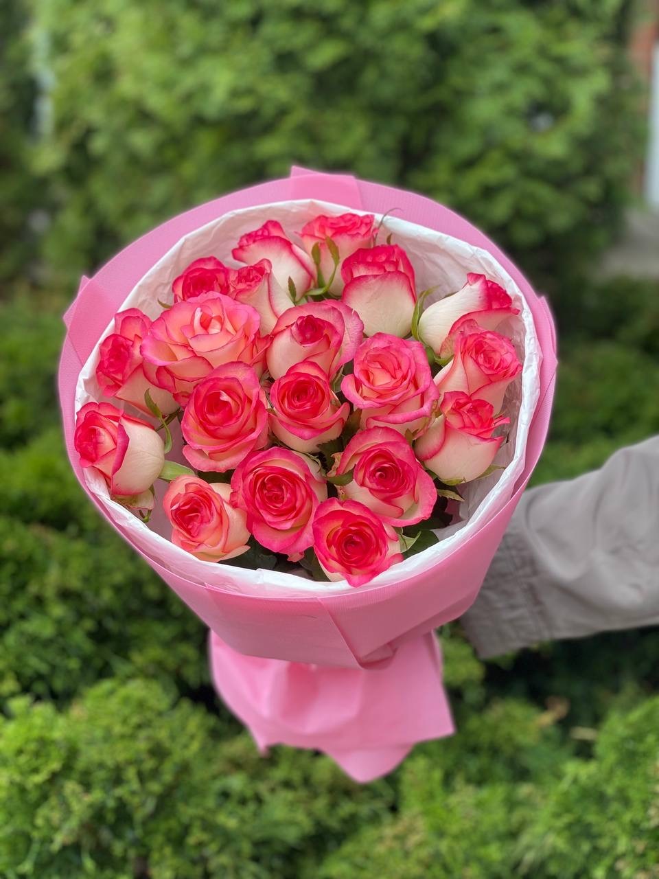 19 Rosen Sorte Jumilia