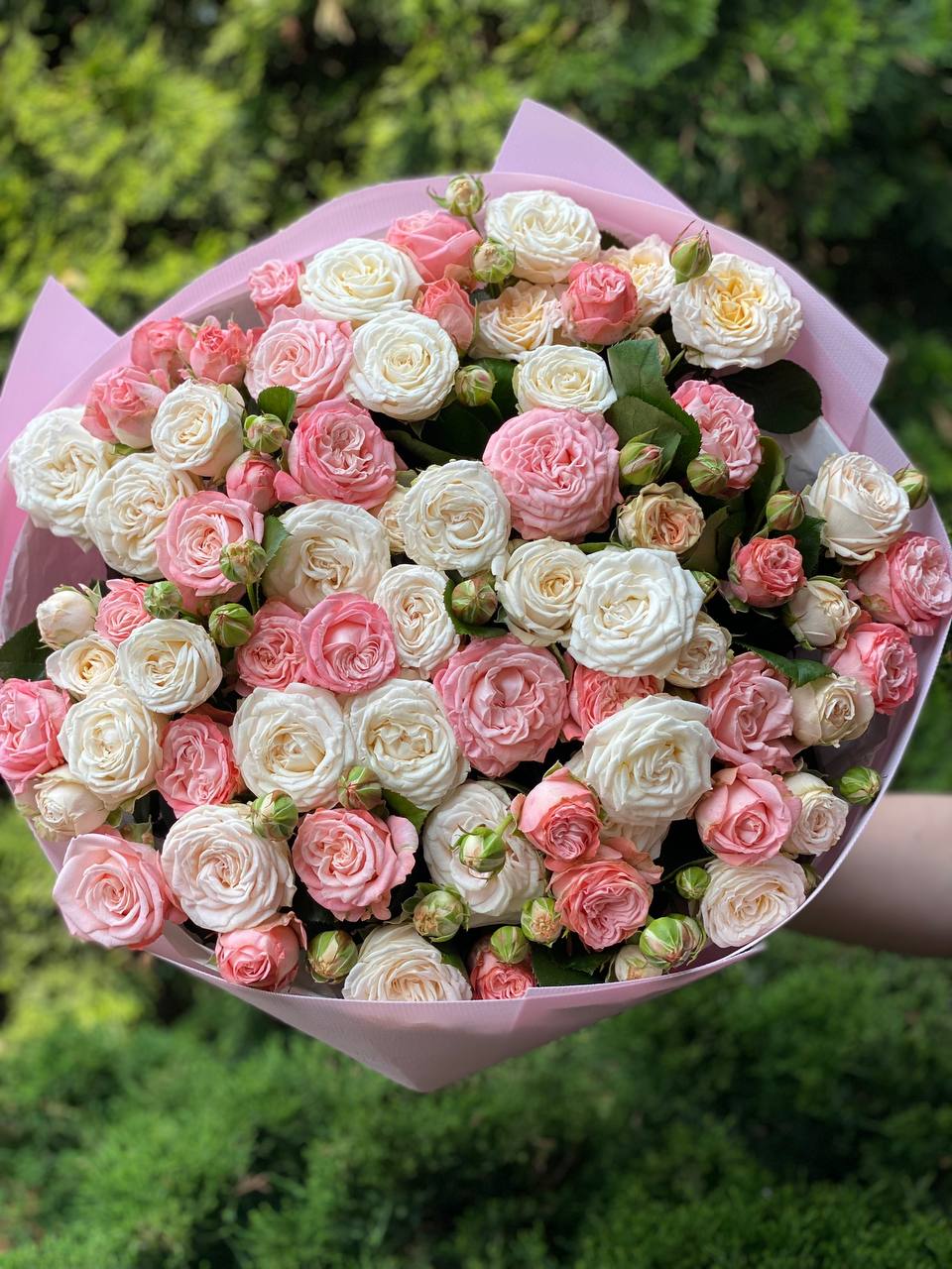 51 Pfingstrosenrosen der Sorten Miss Bombastic und Bombastic