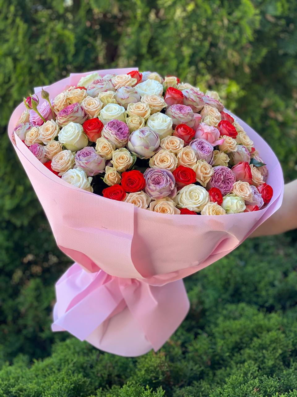 101 Pfingstrosenartige Rosen (Miss Bombastic, Bombastic, Lavendel und Orange)