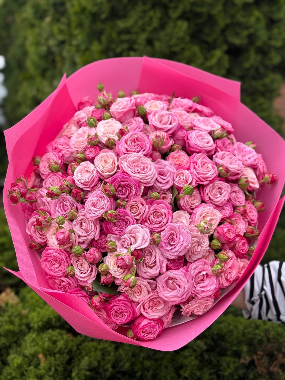 101 Pfingstrosenartige Rosen der Sorte Lady Bombastic