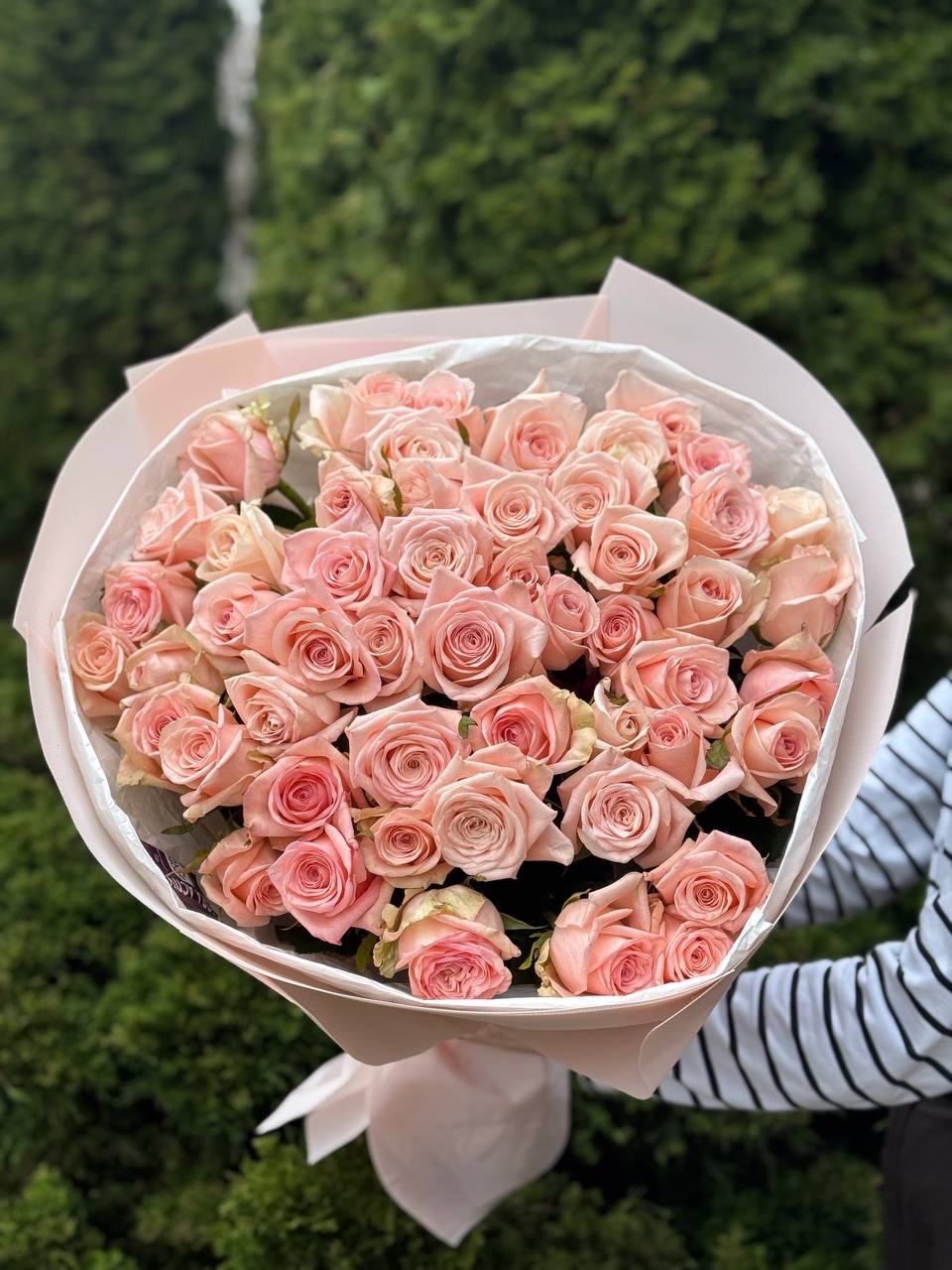 51 Rosen der Sorte Kimberly