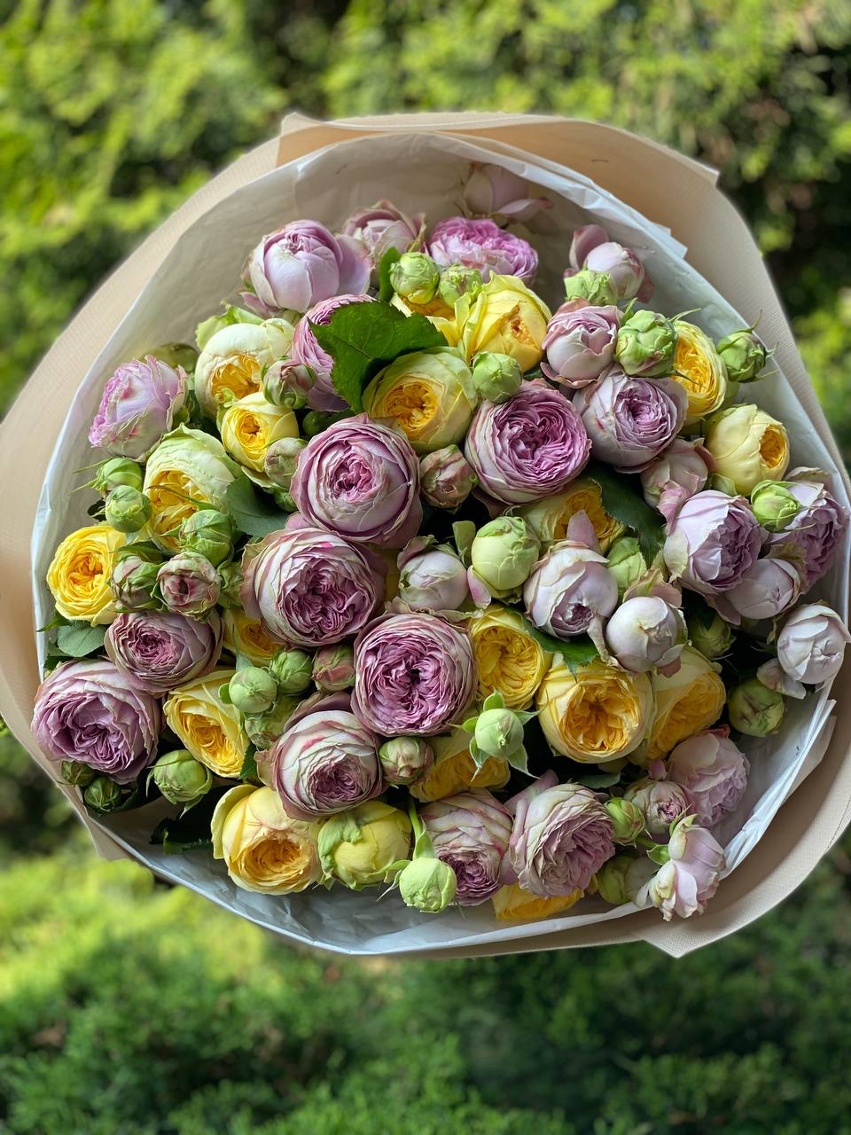 51 Pfingstrosenrosen der Sorten Lavendel und Peony