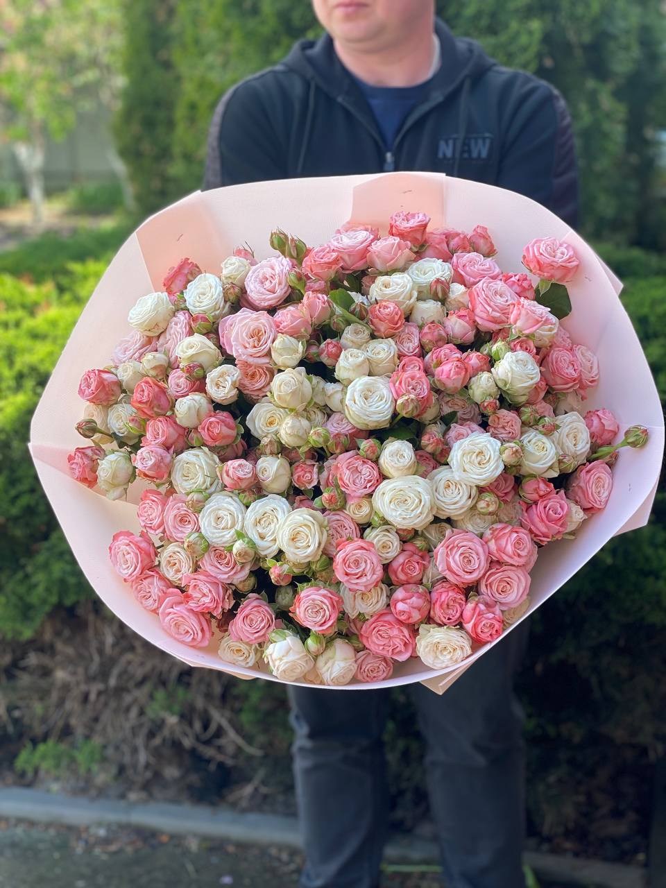 101 Pfingstrosenartige Rosen (Sorten Miss Bombastic und Bombastic)