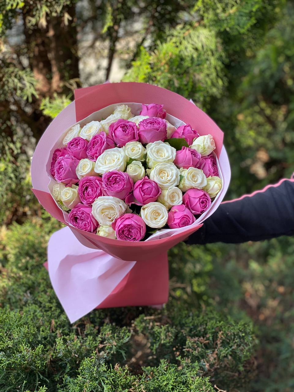 39 róż odmiany Miss Bombastic i LavenderLace