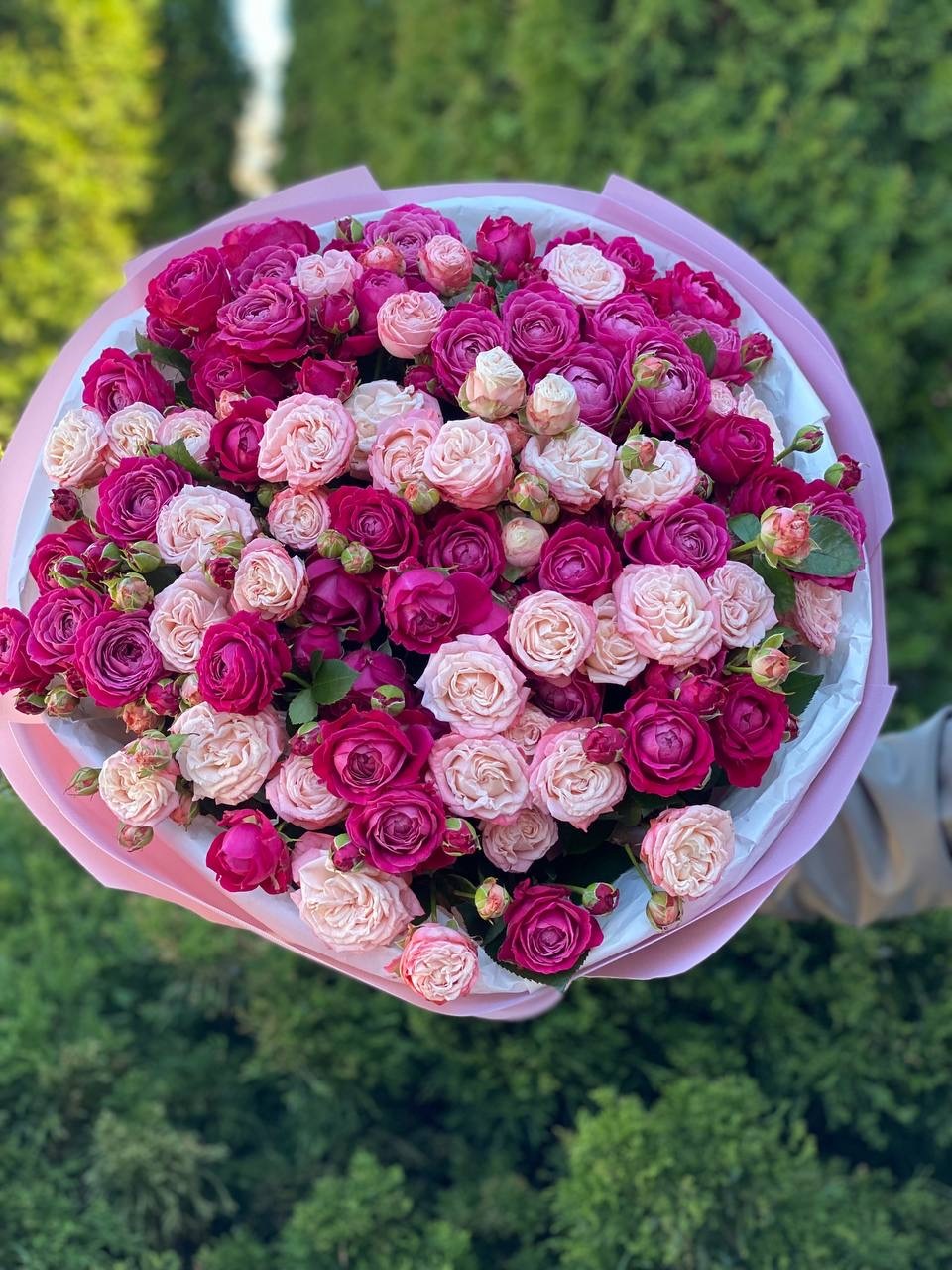 51 Pfingstrosenrosen der Sorten Bombastic und Majestic