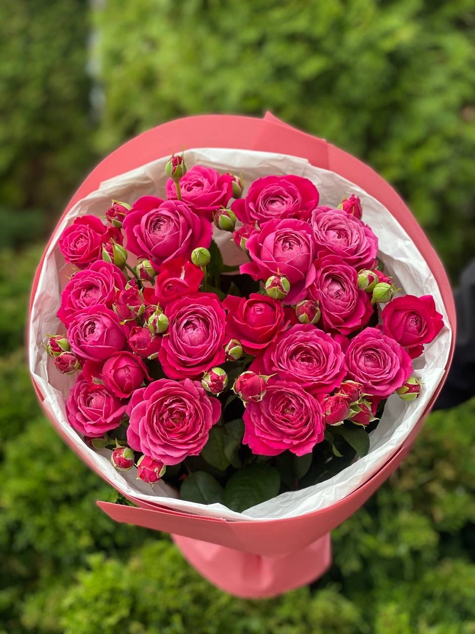 19 verzweigte pfingstrosenähnliche Rosen Sorte Majestic