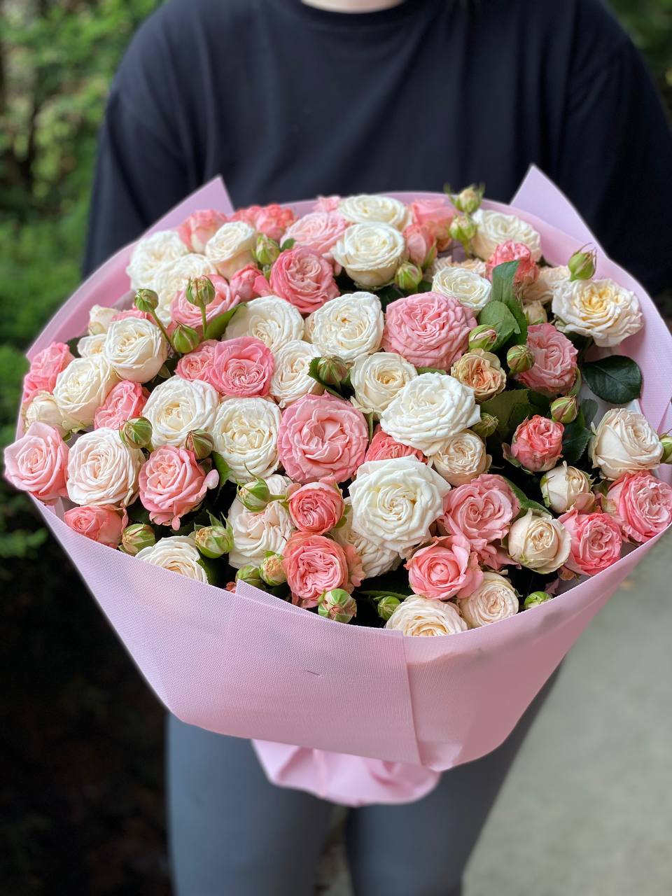 51 Pfingstrosenrosen der Sorten Miss Bombastic und Bombastic