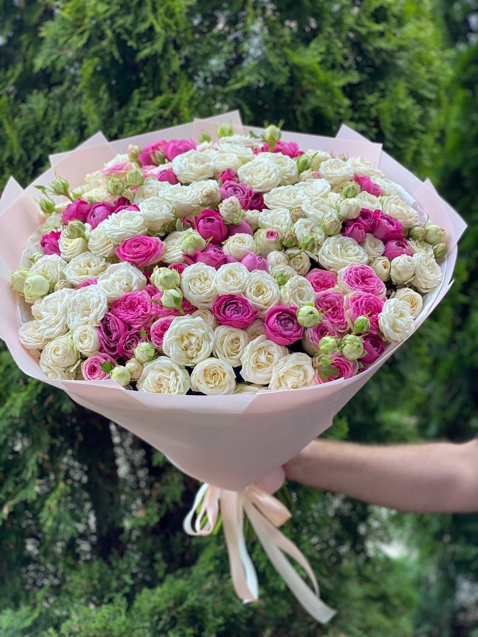 101 Pfingstrosenartige Rosen (Sorten Miss Bombastic und Lavender Lace)