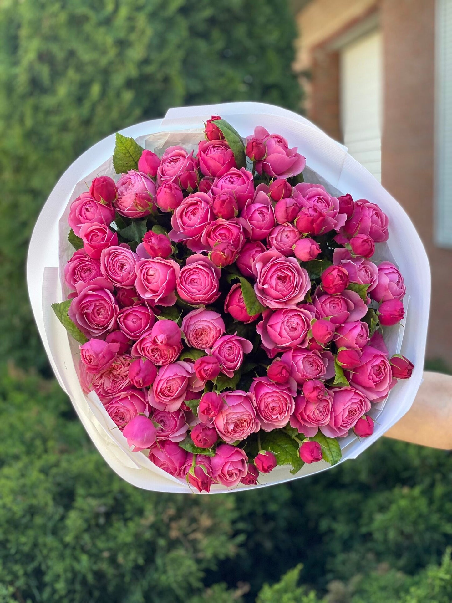 39 пионовидных роз сорта LavenderLace Light