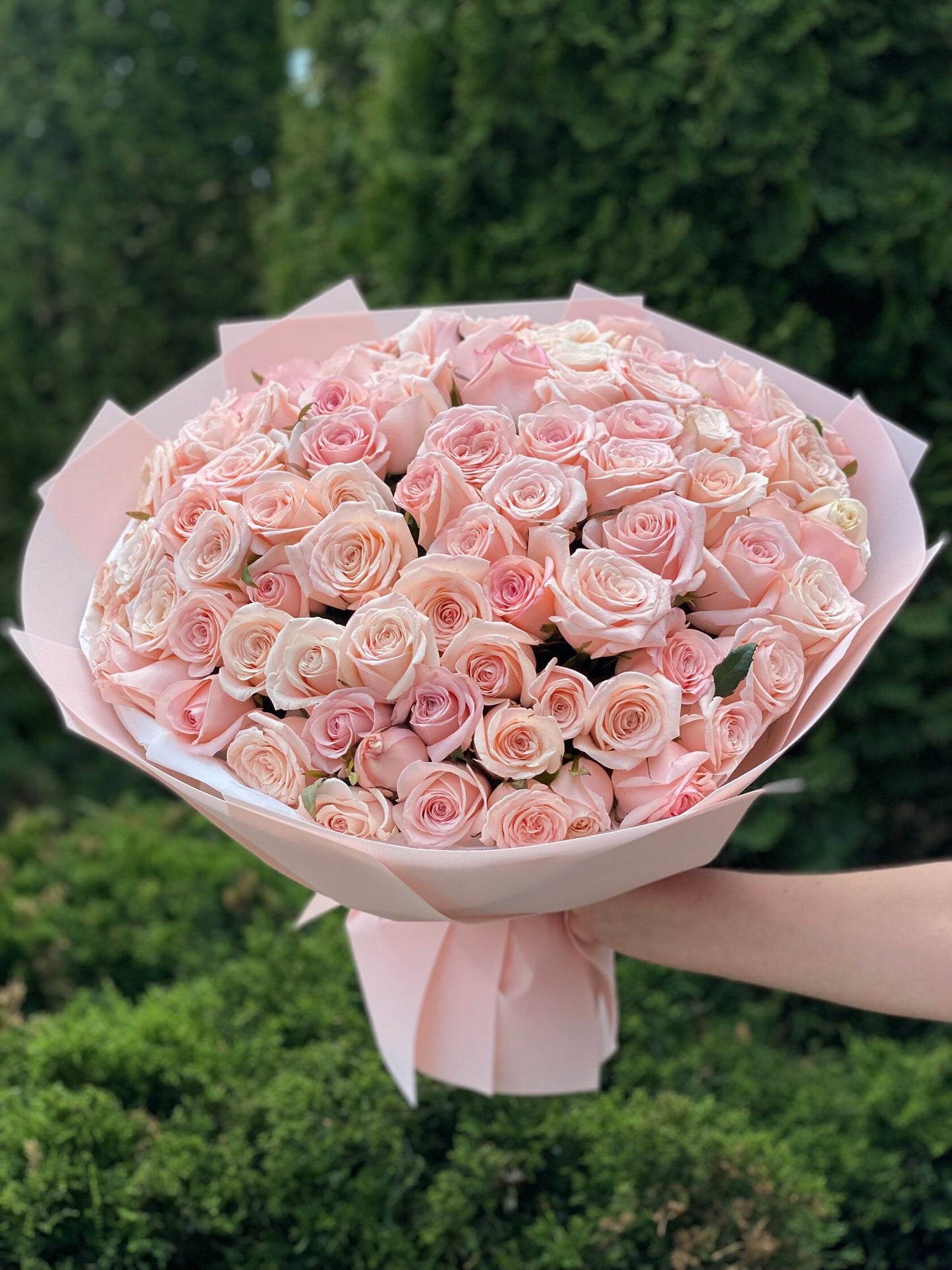 101 Rosen Sorte Kimberly