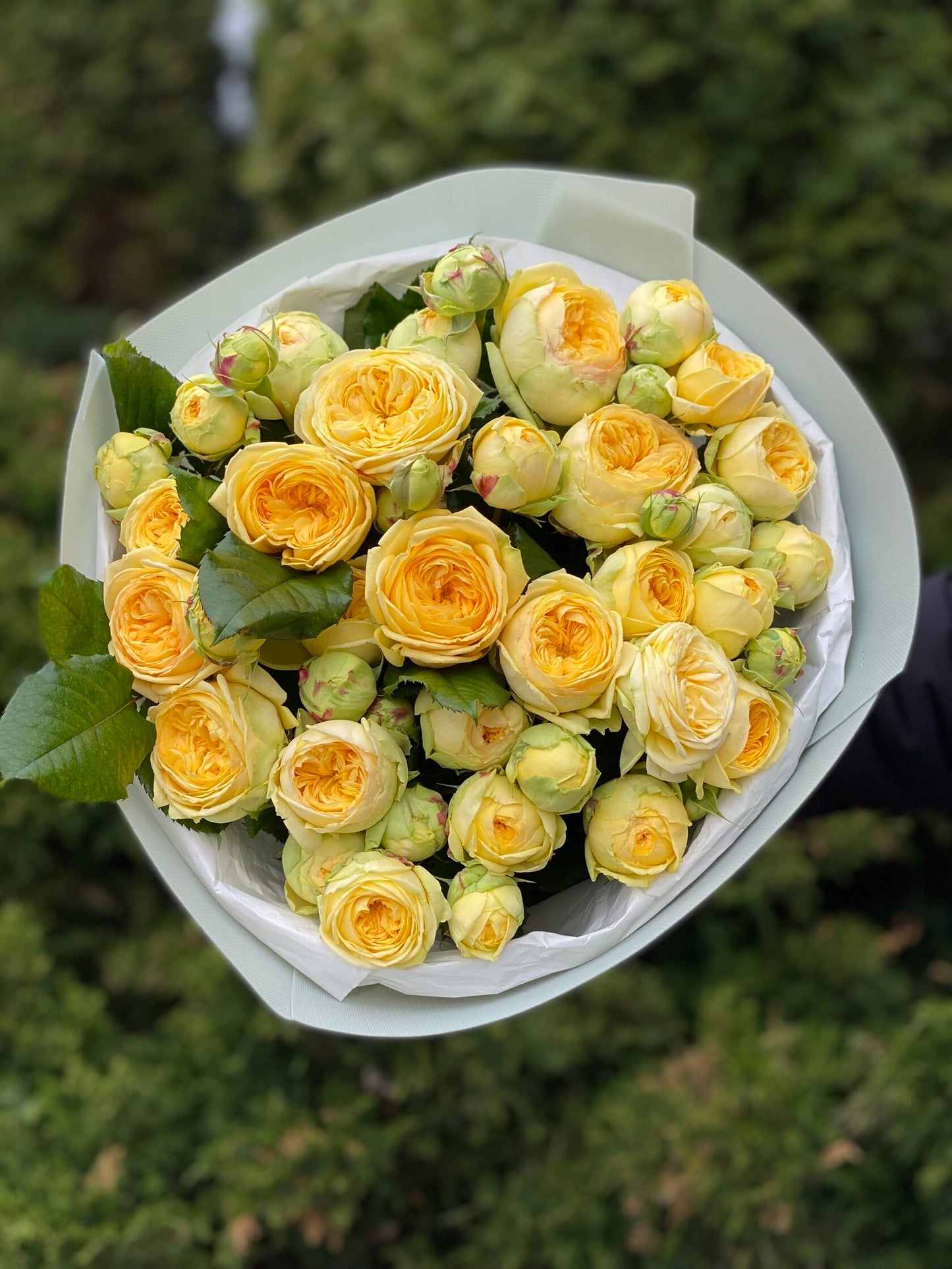 Peony Bubbles – 19 verzweigte Rosen