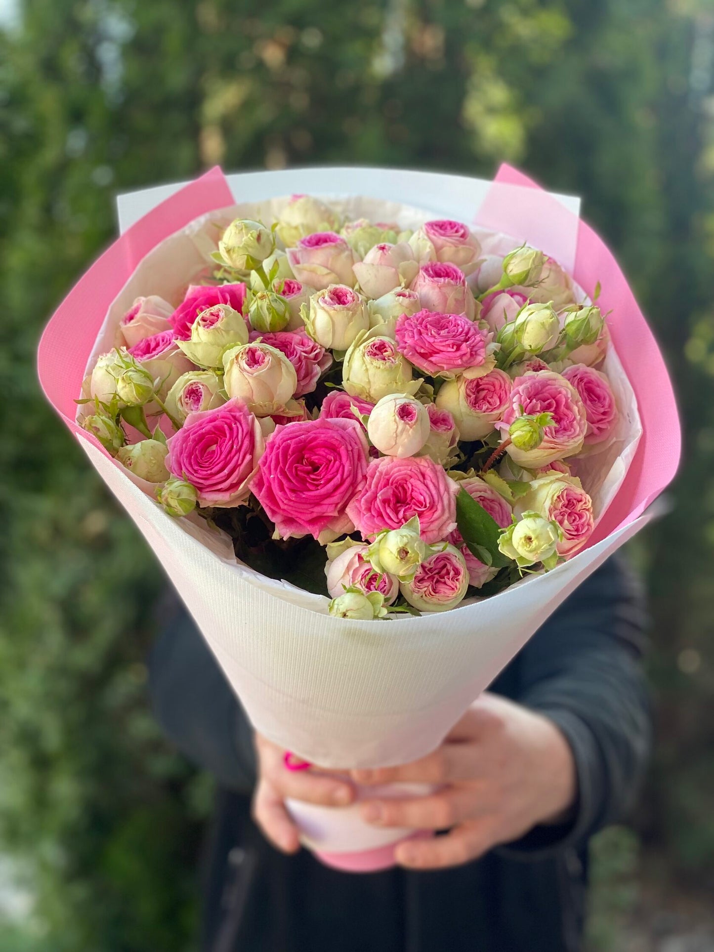19 verzweigte pfingstrosenähnliche Rosen Sorte Gelato