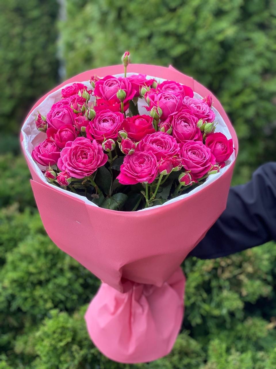 19 verzweigte pfingstrosenähnliche Rosen Sorte Majestic