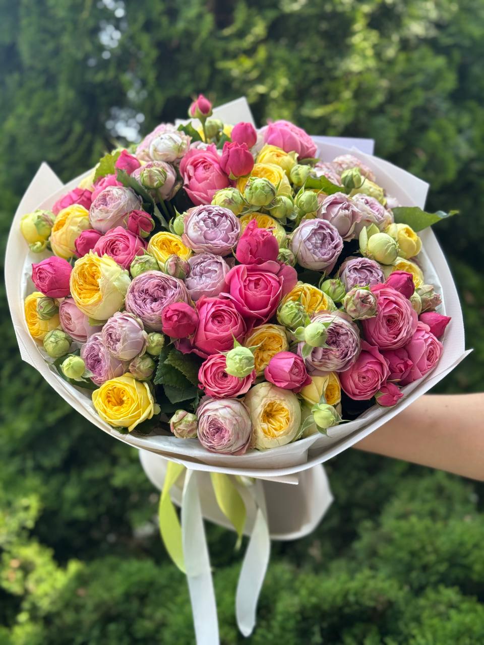 51 pfingstrosenähnliche Rosen (Lavendel, Light, Peony)