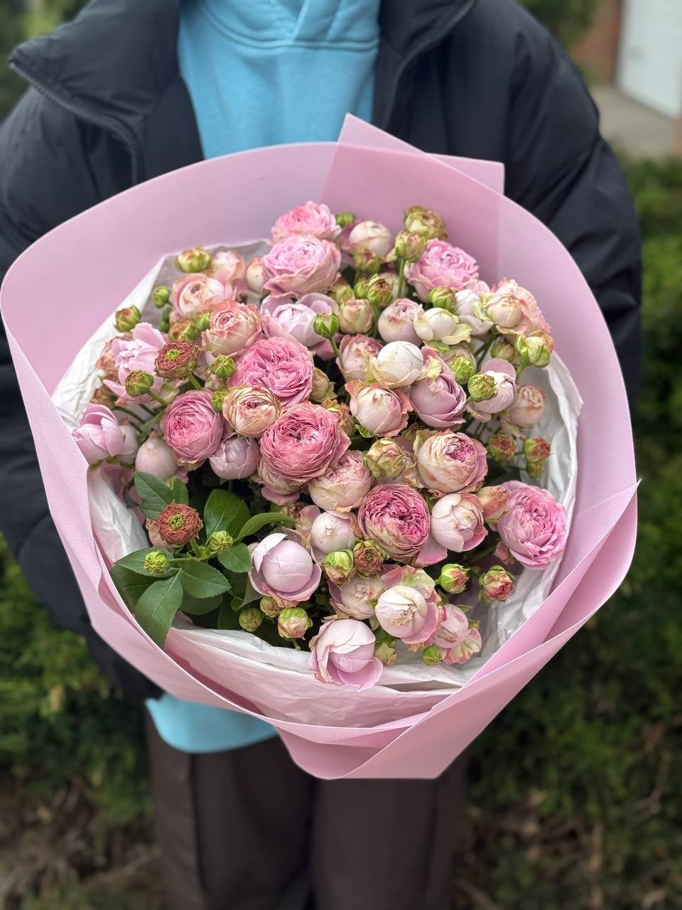 19 verzweigte pfingstrosenähnliche Rosen Sorte Lavendel