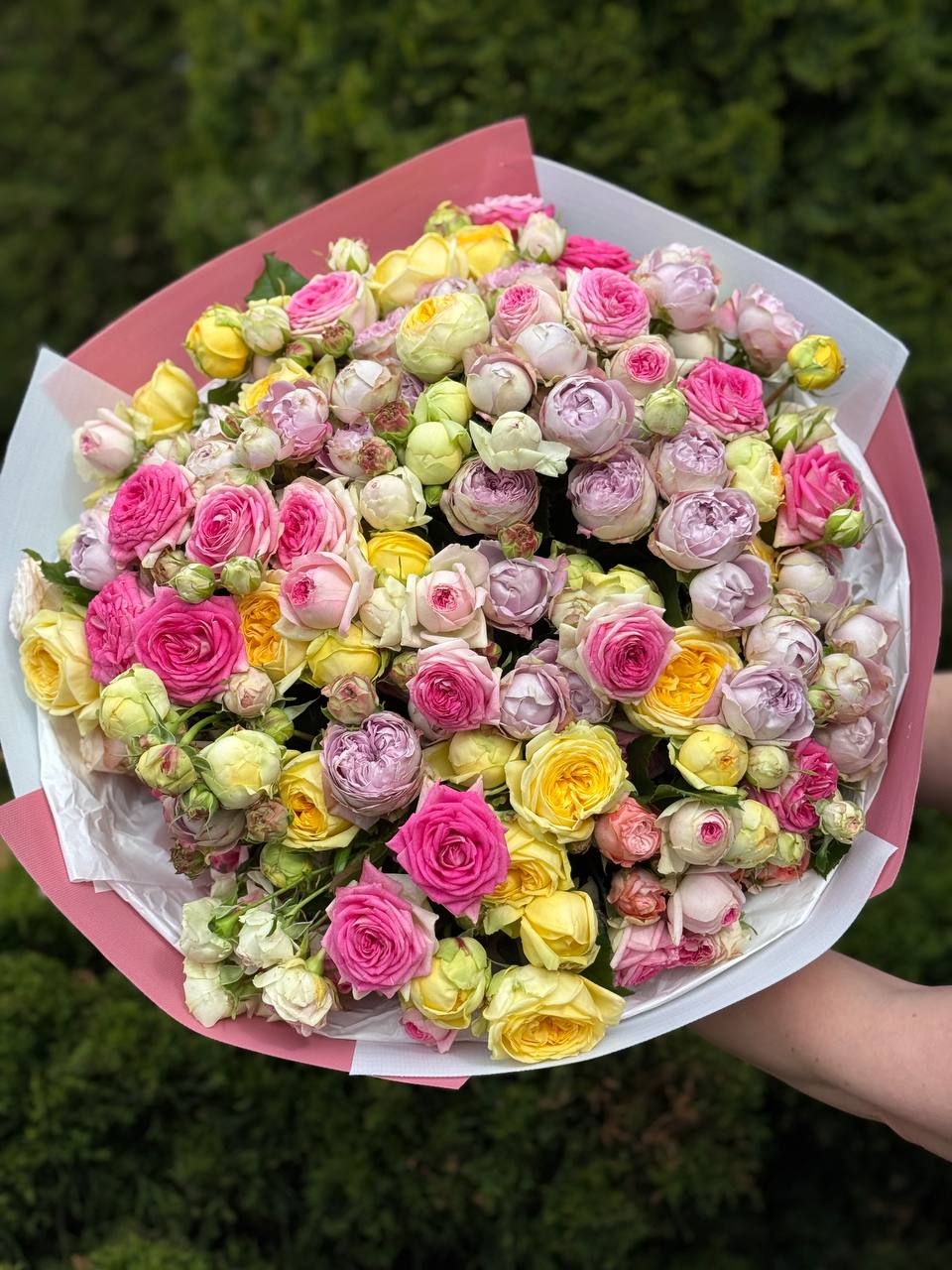 51 pfingstrosenähnliche Rosen (Lavendel, Gelato, Peony)