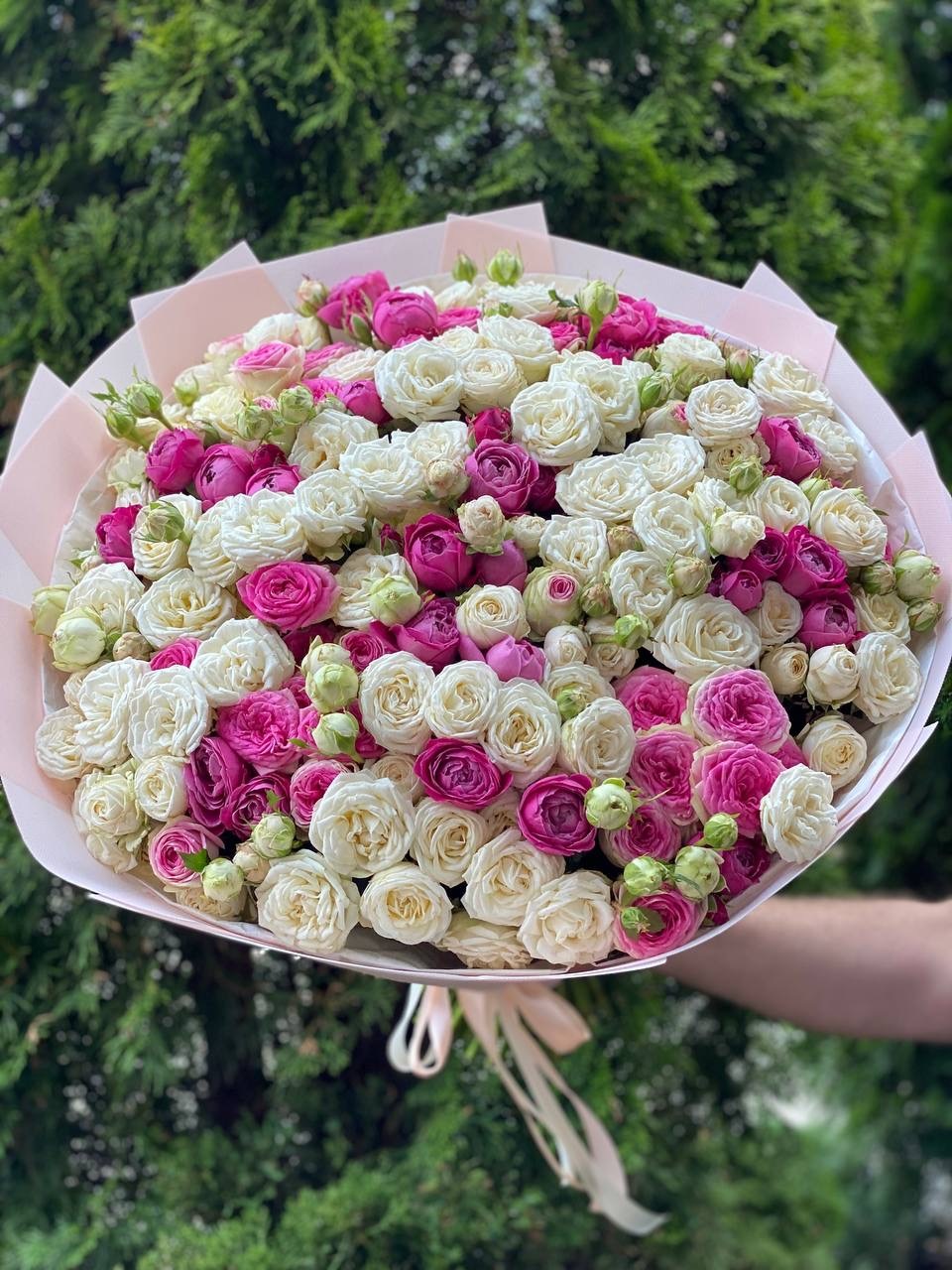 101 Pfingstrosenartige Rosen (Sorten Miss Bombastic und Lavender Lace)