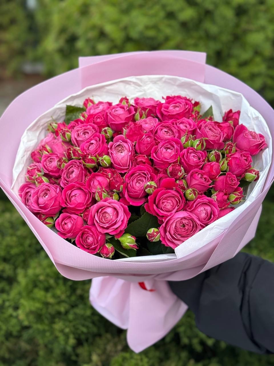 19 verzweigte pfingstrosenähnliche Rosen Sorte Majestic