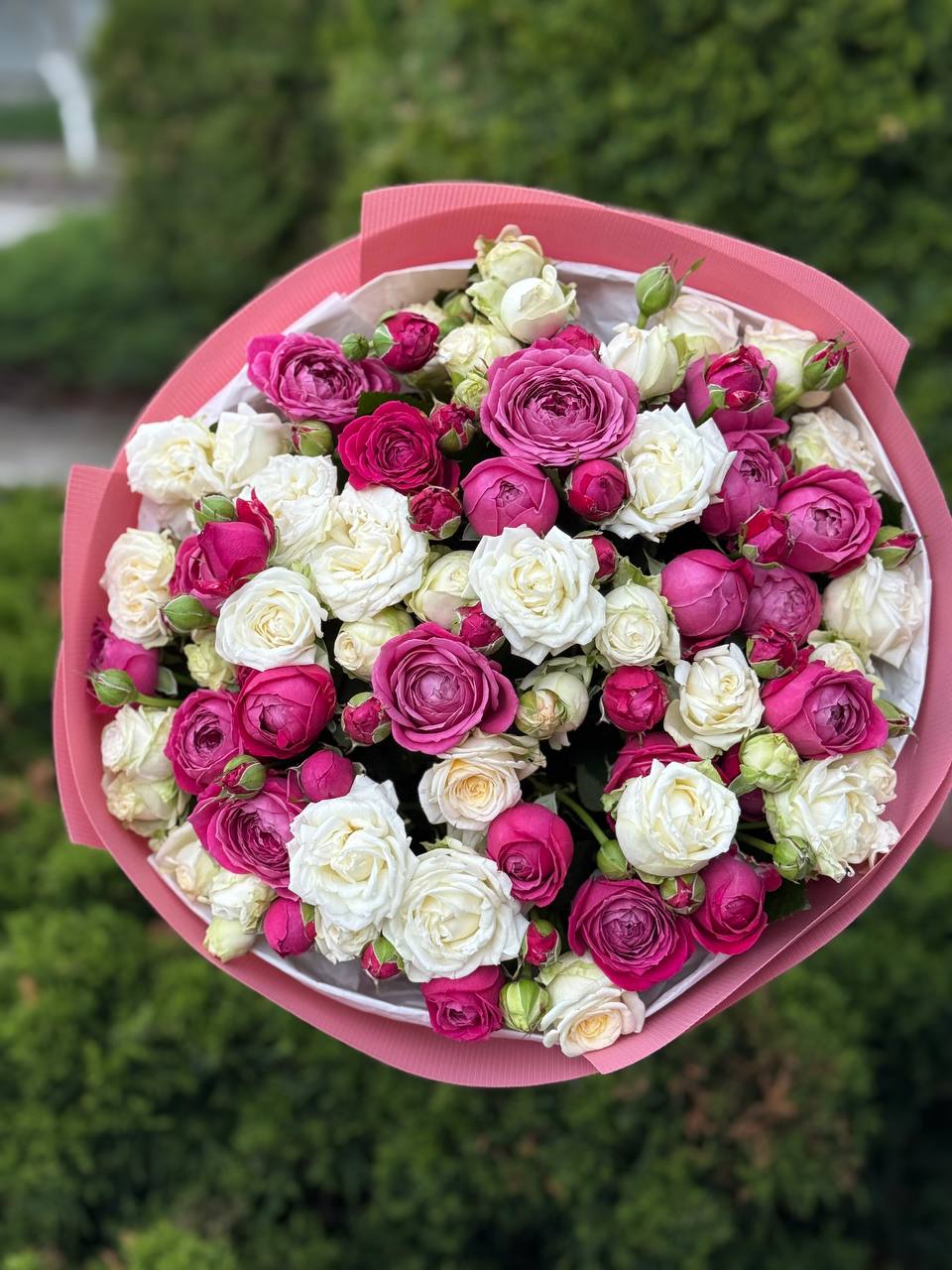 39 róż odmiany Prince Bombastic i Majestic