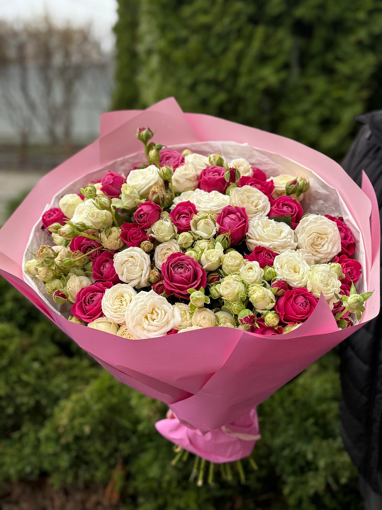 51 Pfingstrosenrosen der Sorten Miss Bombastic und Majestic
