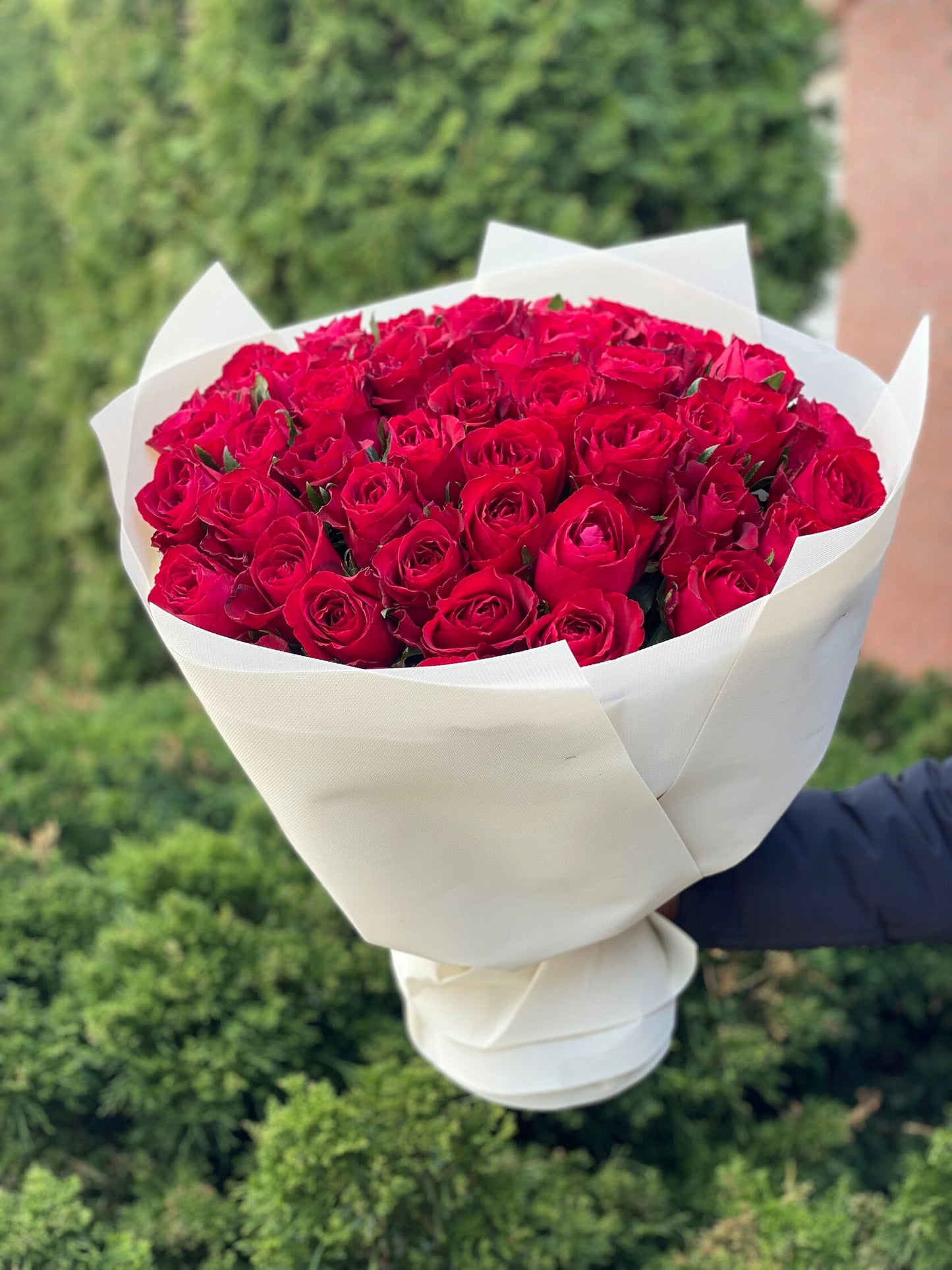 51 Rosen der Sorte Grand Prix