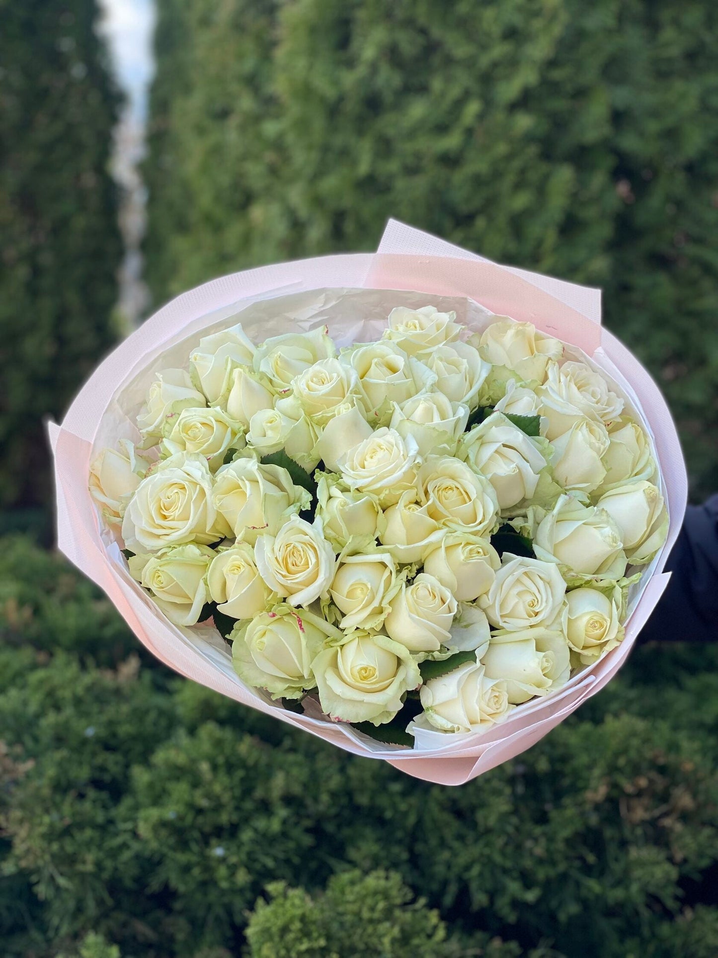 39 роз сорта «Аваланж»