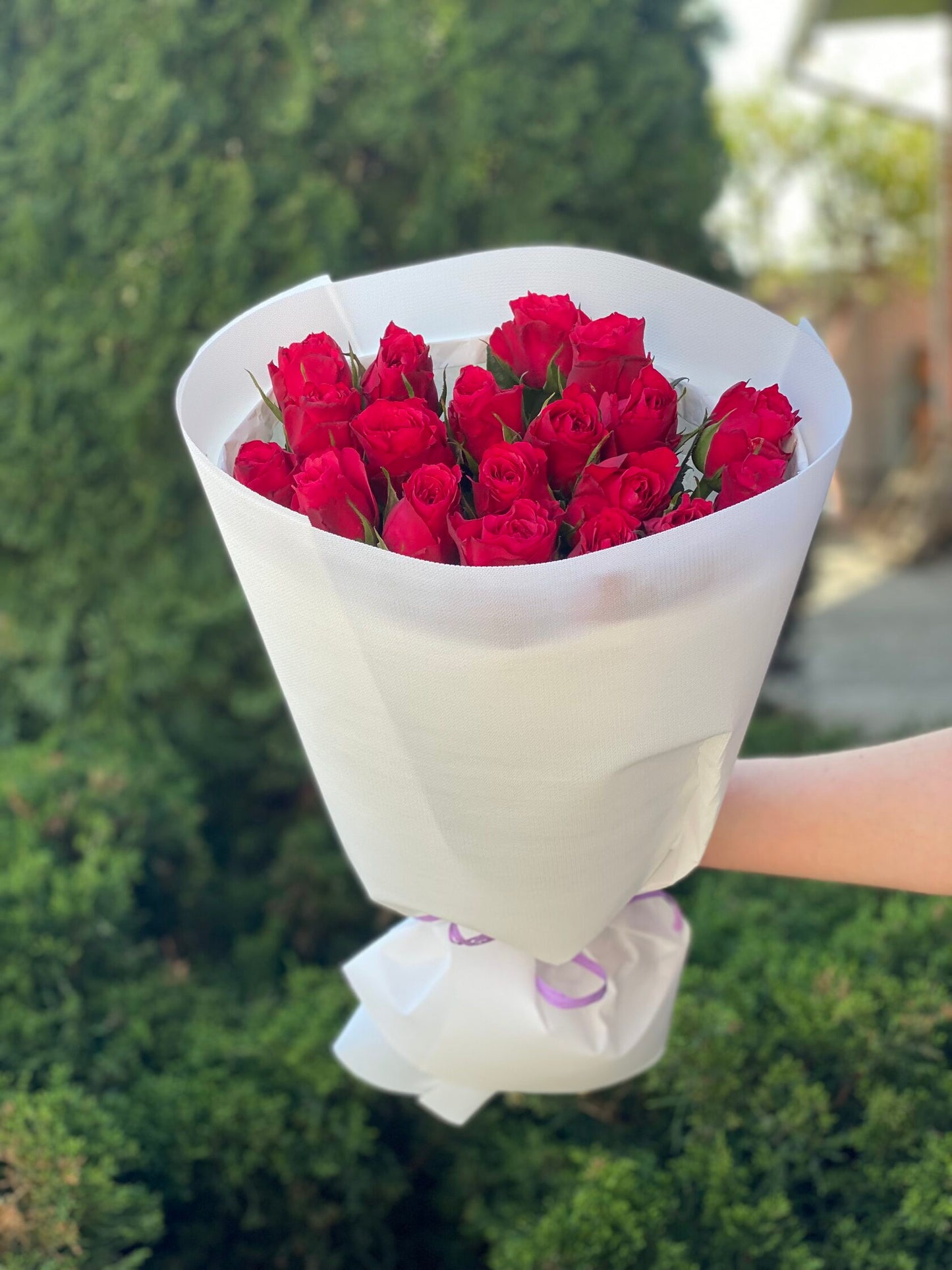 19 Rosen Sorte Prestige