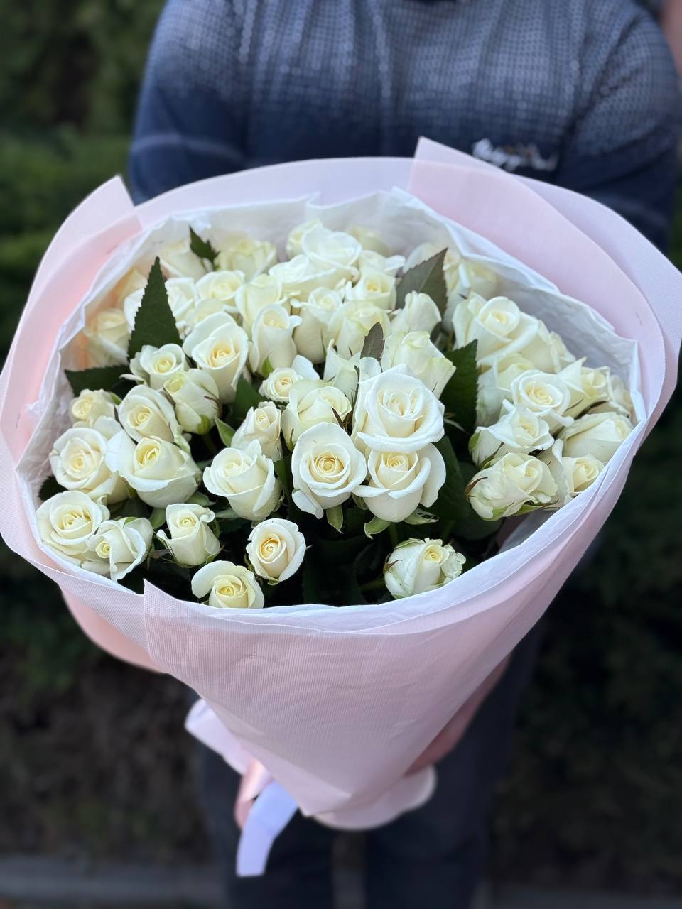 51 Rosen der Sorte Beluga